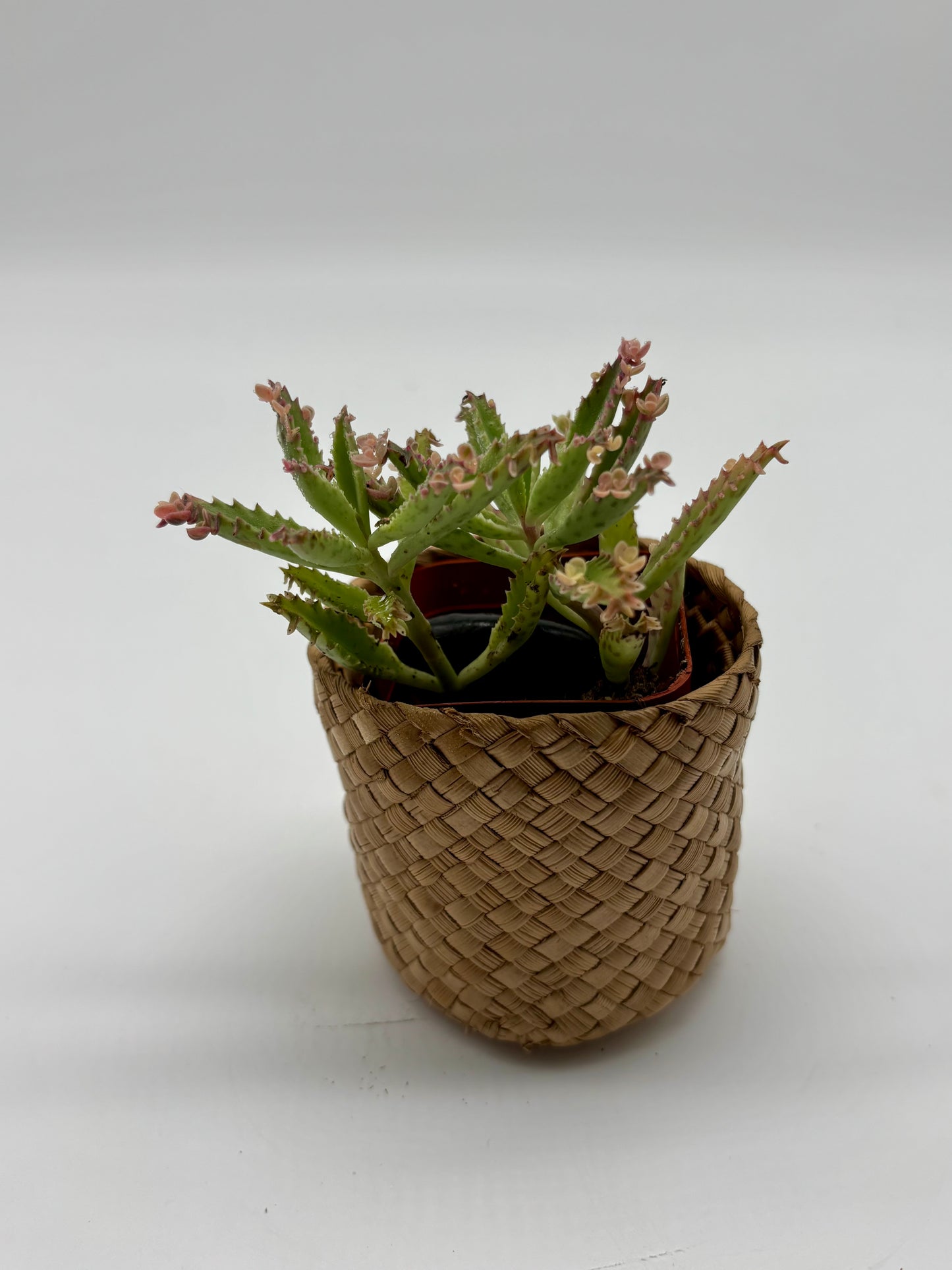 Charming Alligator Plant in Small Woven Coaster