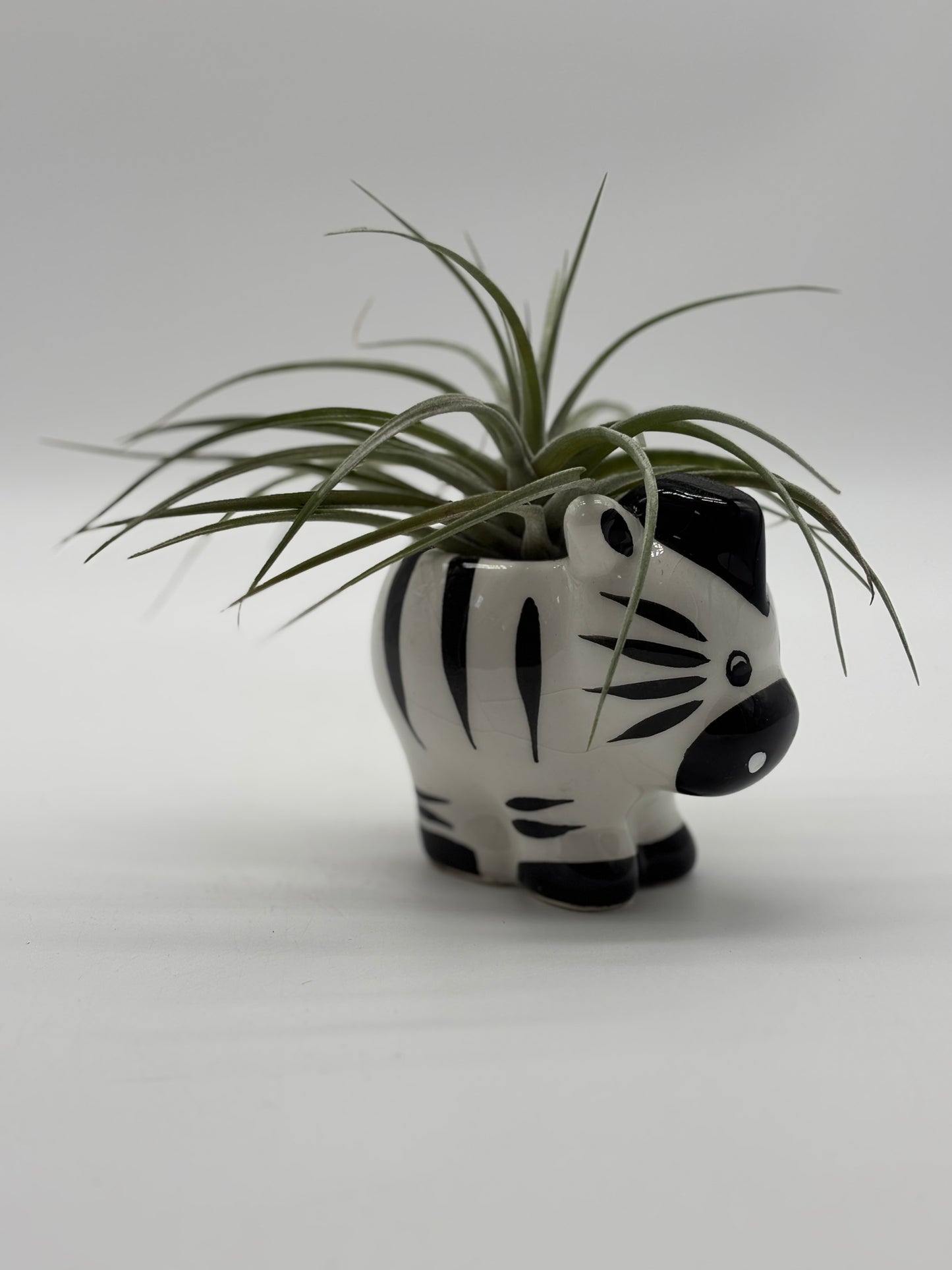 Adorable zebra 🦓 with giant air plant 🪴 fits perfectly on your bookshelf