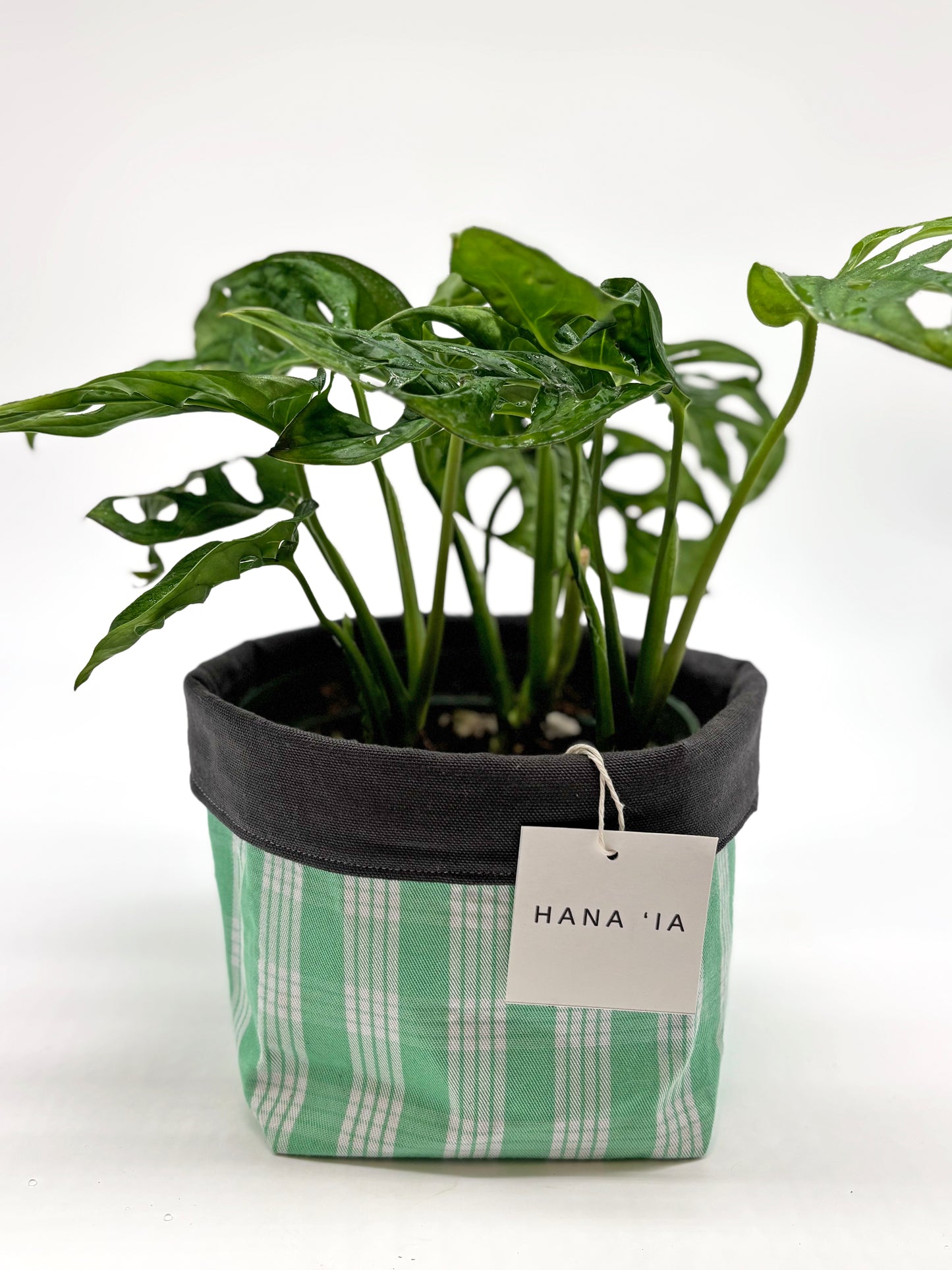Monstera Adansonii in HANA ʻIA Green Plaid Planter