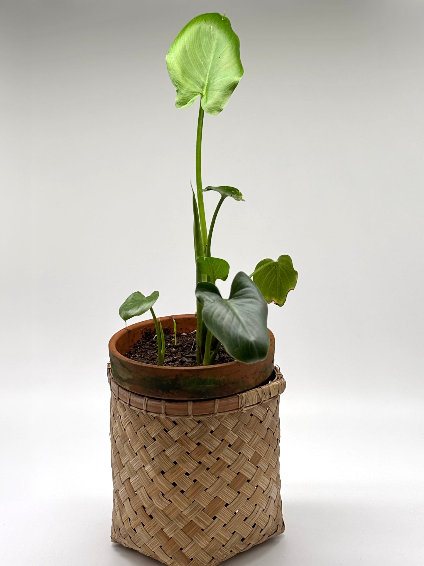 Calla Lily in Terra Cotta with Lauhala Wrap