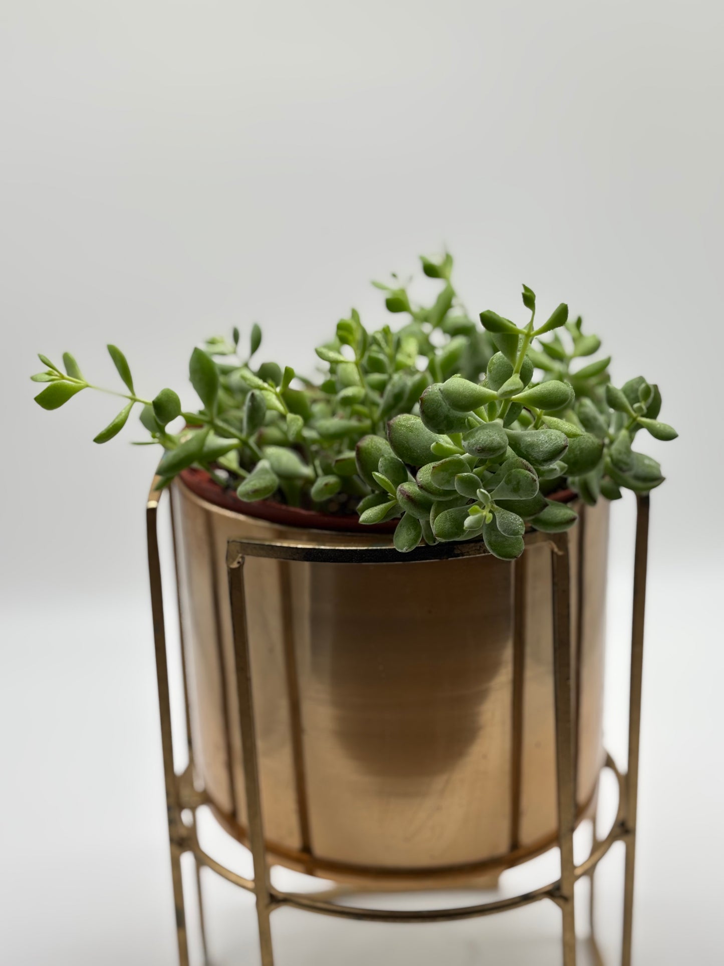 A lush jade plant flourishing in a tall, golden planter