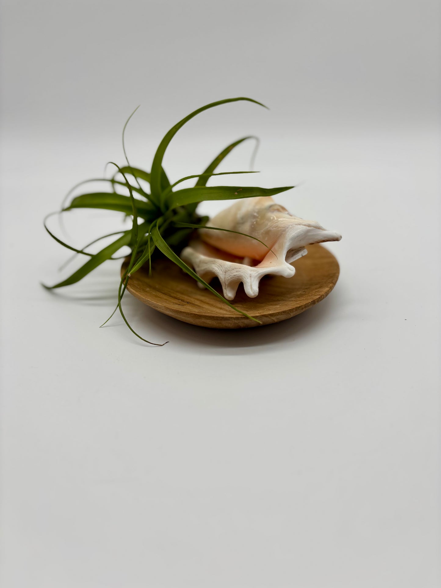 Ghost air plant nestled in Fijian seashell