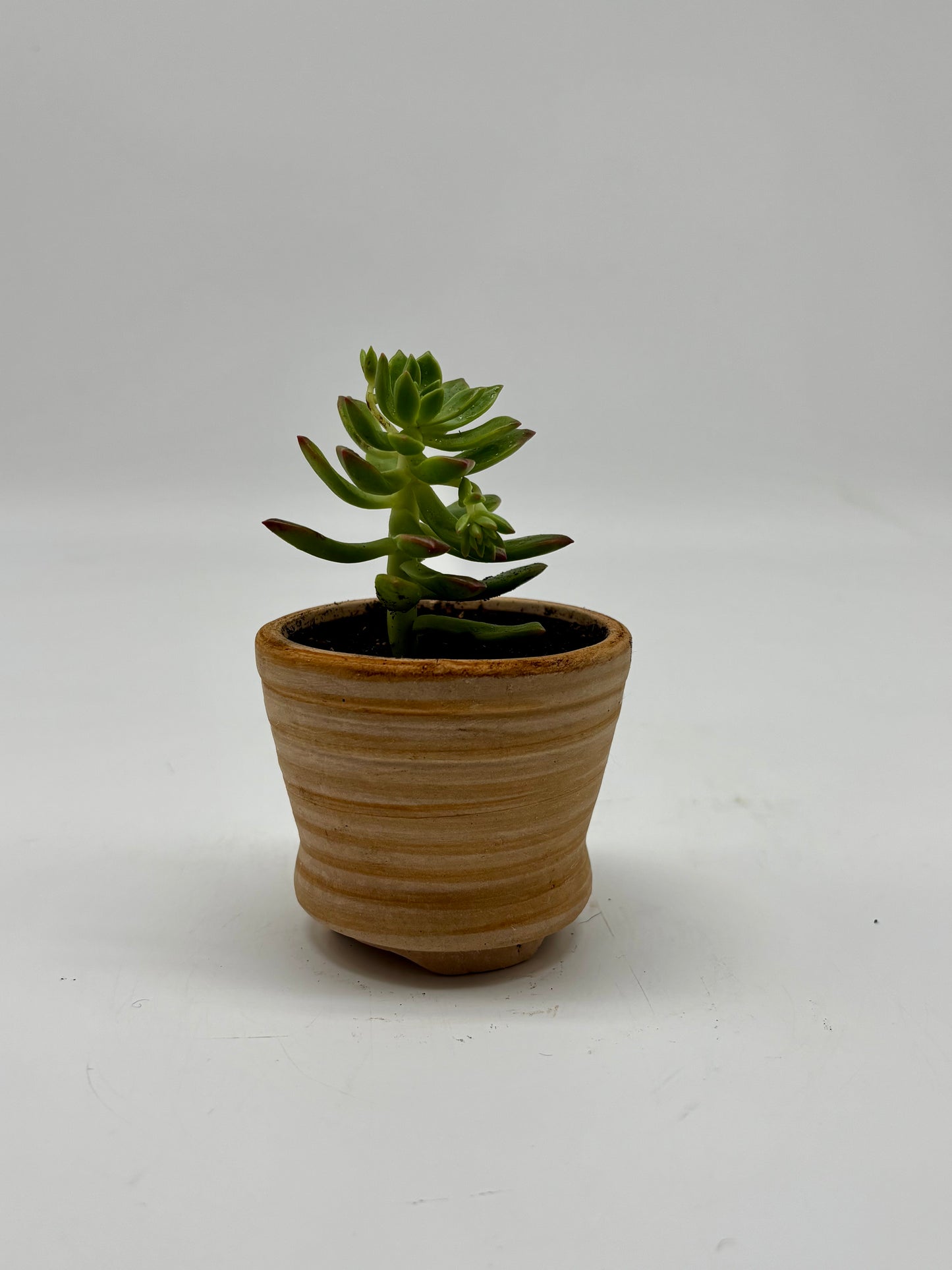 Adorable Wax Agave in Clay Pot with drainage