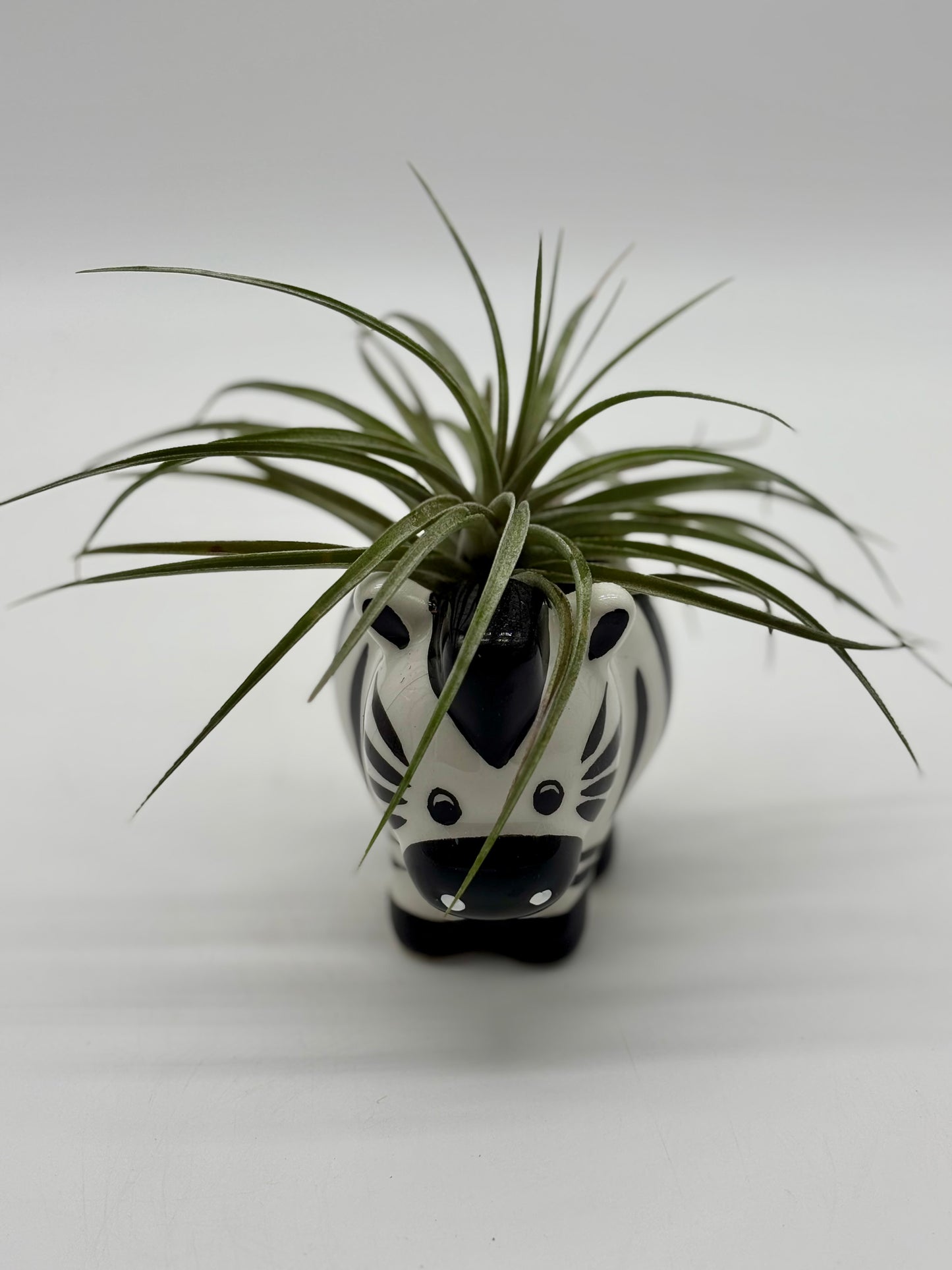 Adorable zebra 🦓 with giant air plant 🪴 fits perfectly on your bookshelf