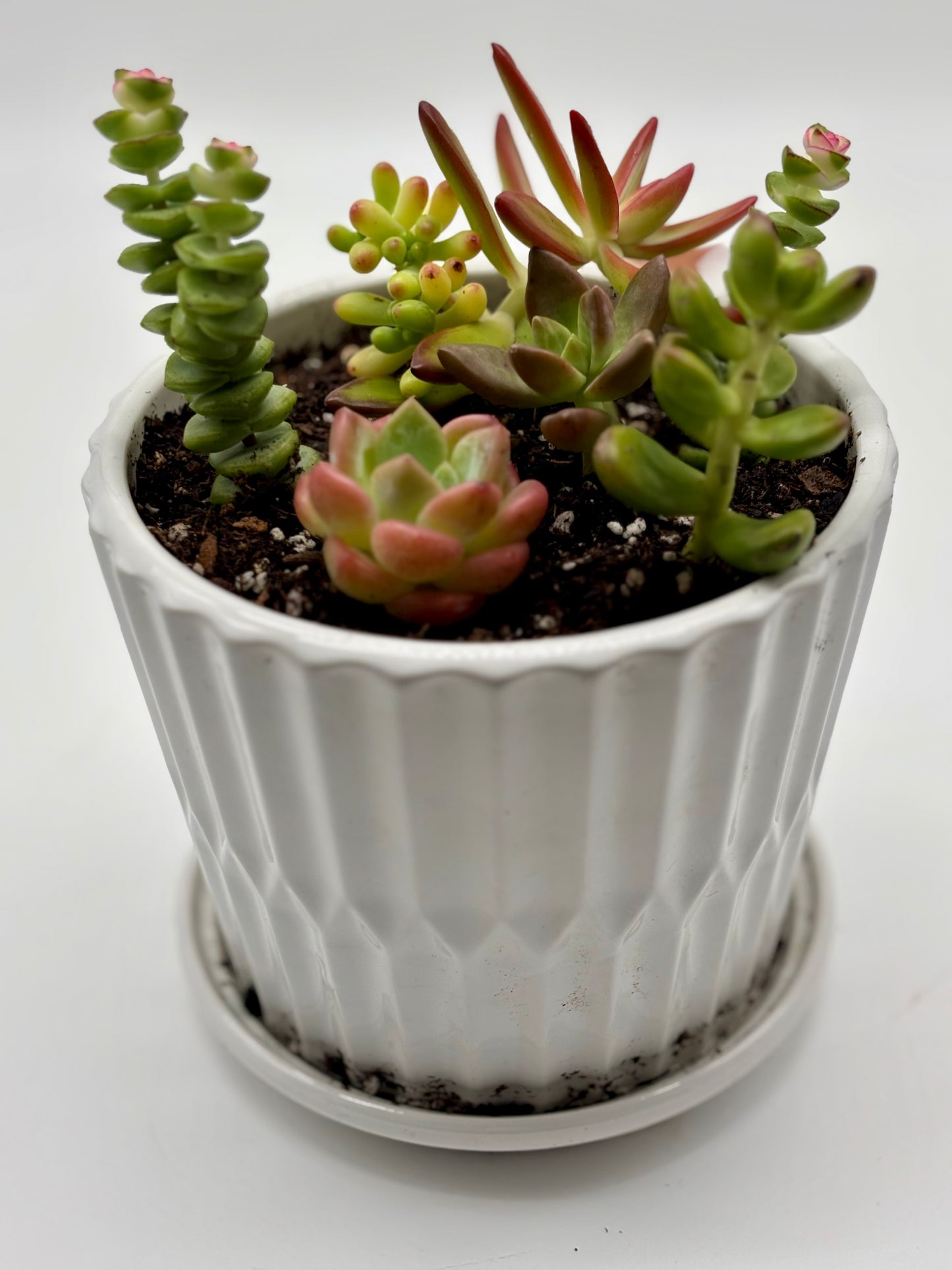 Fresh drop—succulent arrangements in chic white octagonal pots
