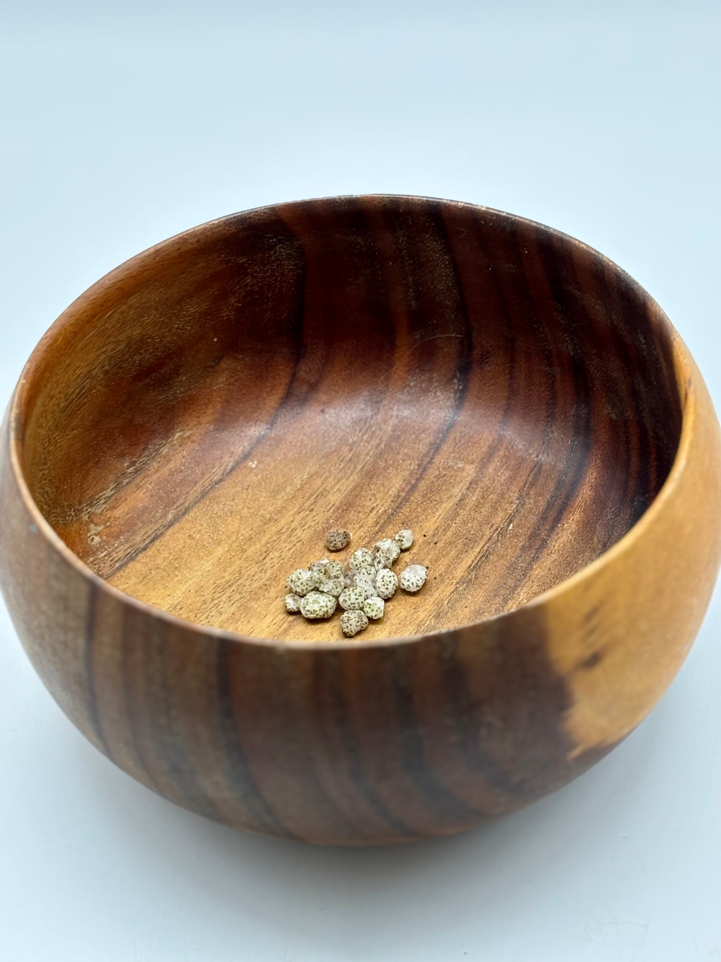 Freshly harvested Māmaki seeds (8/24/2025), carefully stored in a sealed jar to maintain quality until pick-up