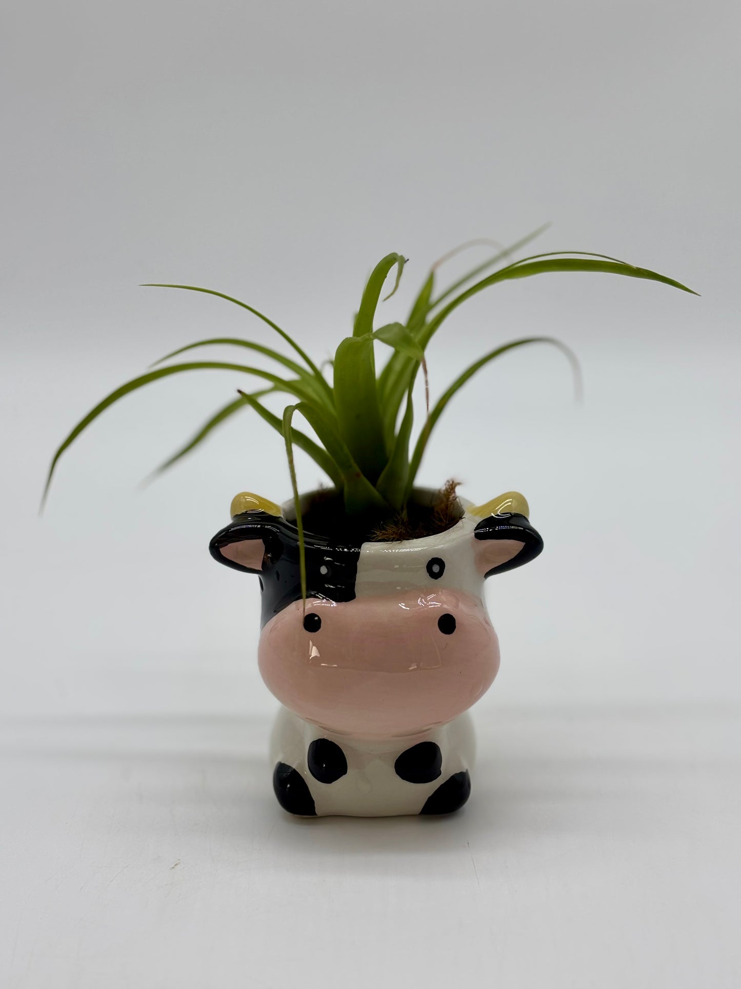 Shelf buddy alert! 🐮 Mr. Cow and his Giant Air Plant ‘do’ are ready to join your space