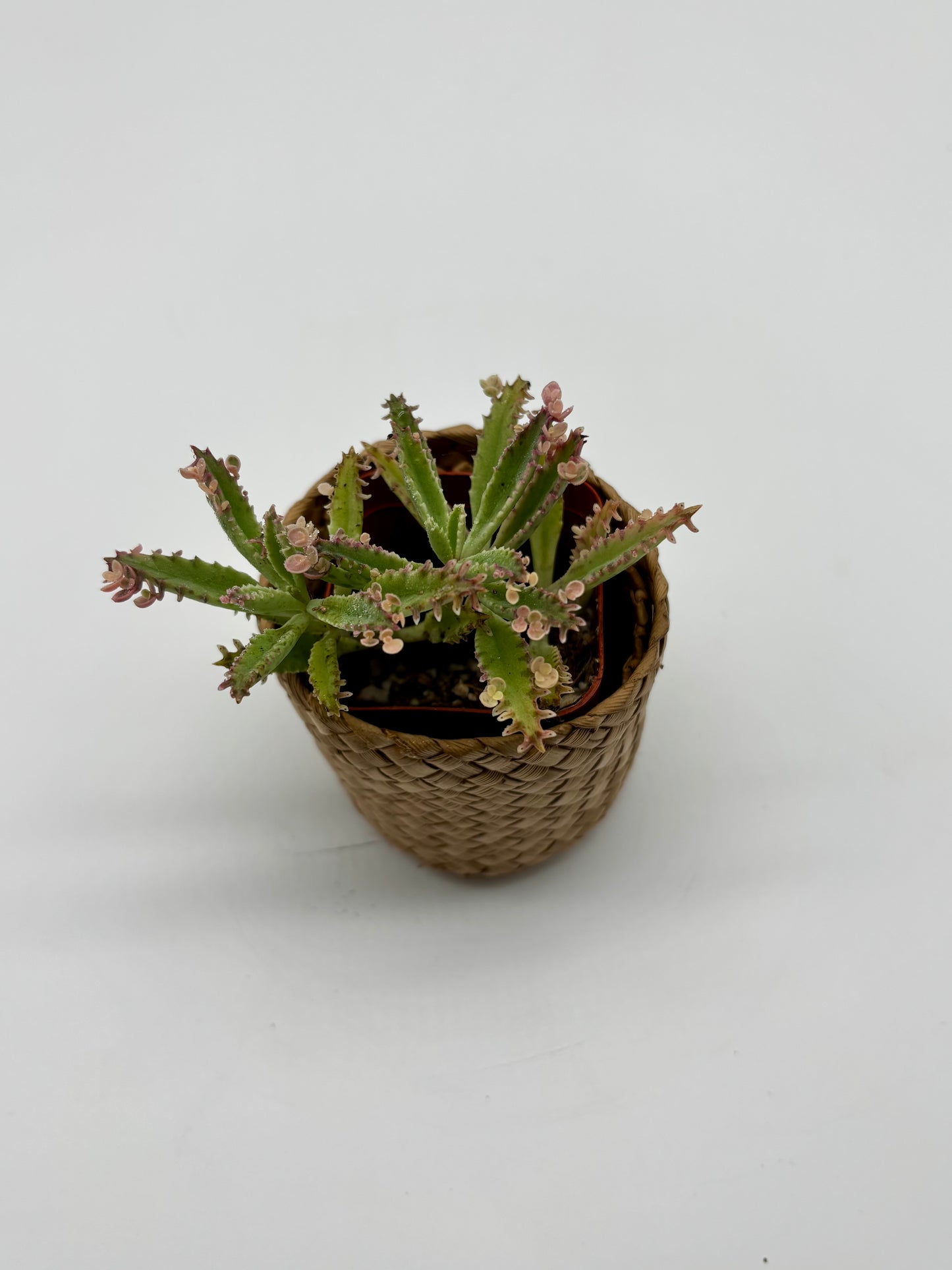 Charming Alligator Plant in Small Woven Coaster