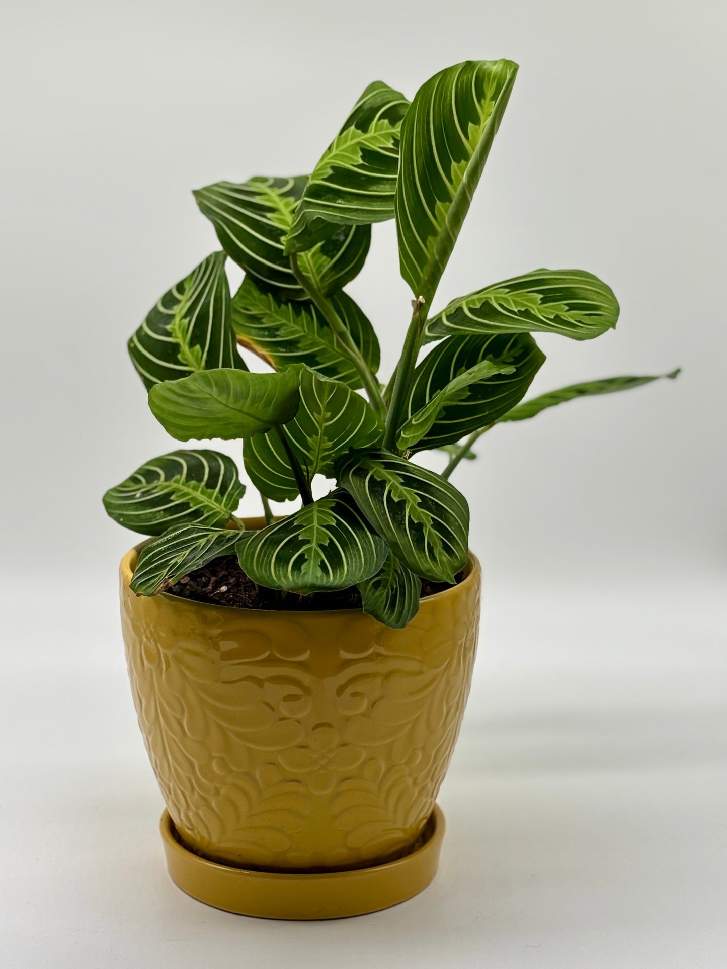 Bring life to your workspace with a flourishing Prayer Plant, beautifully housed in a carved ceramic pot