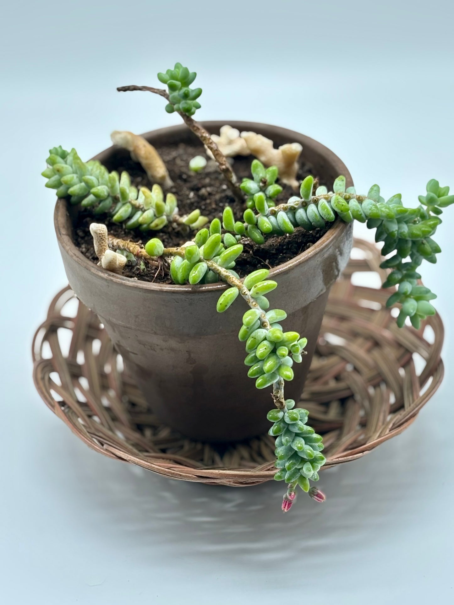Dragon Bones cascading across a ceramic pot, adorned with tiny blush-pink buds