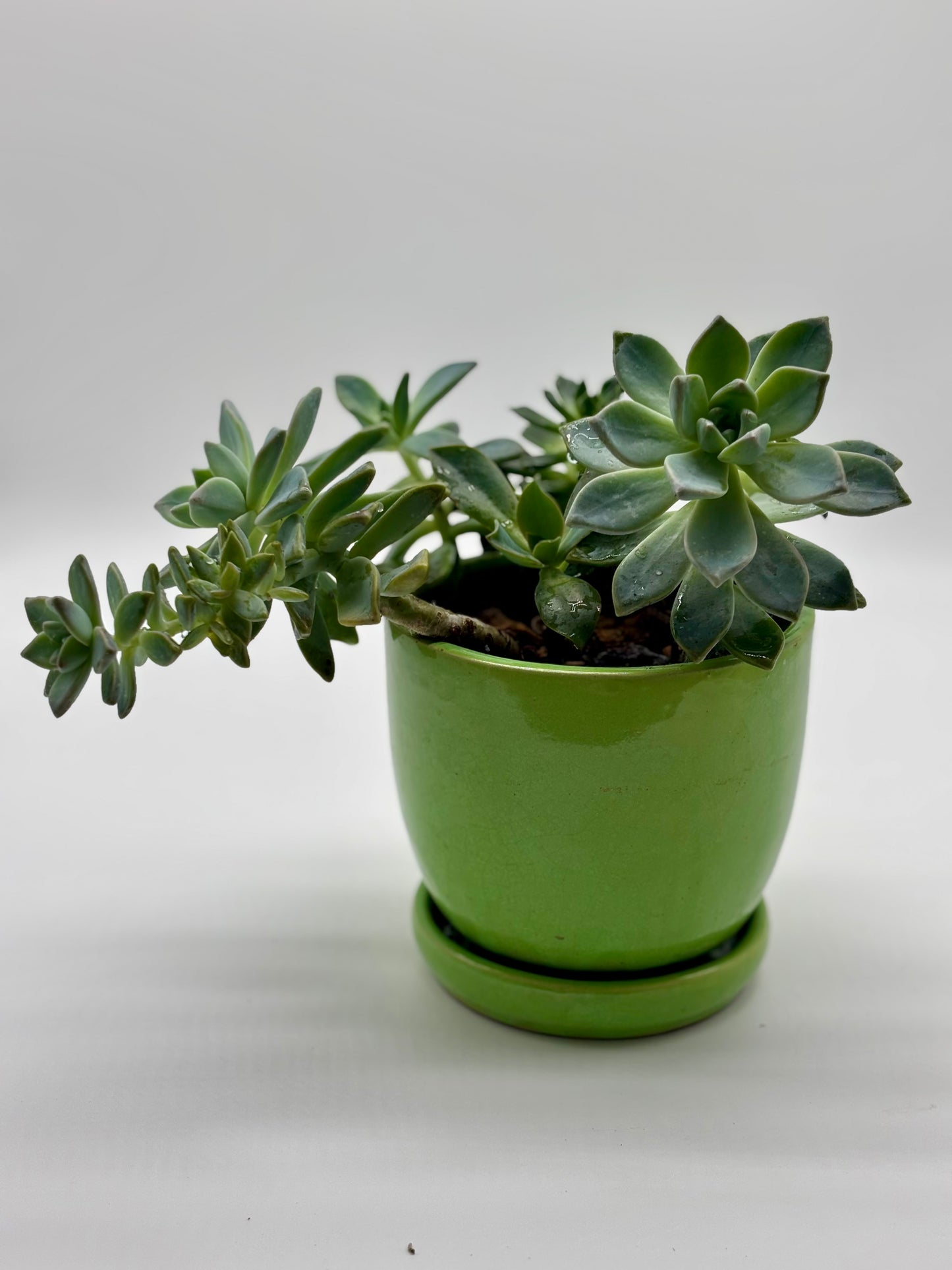 Live Echeveria Agavoides Succulent Arrangement in Stylish Green Drainage Pot – Perfect for Home or Office Décor