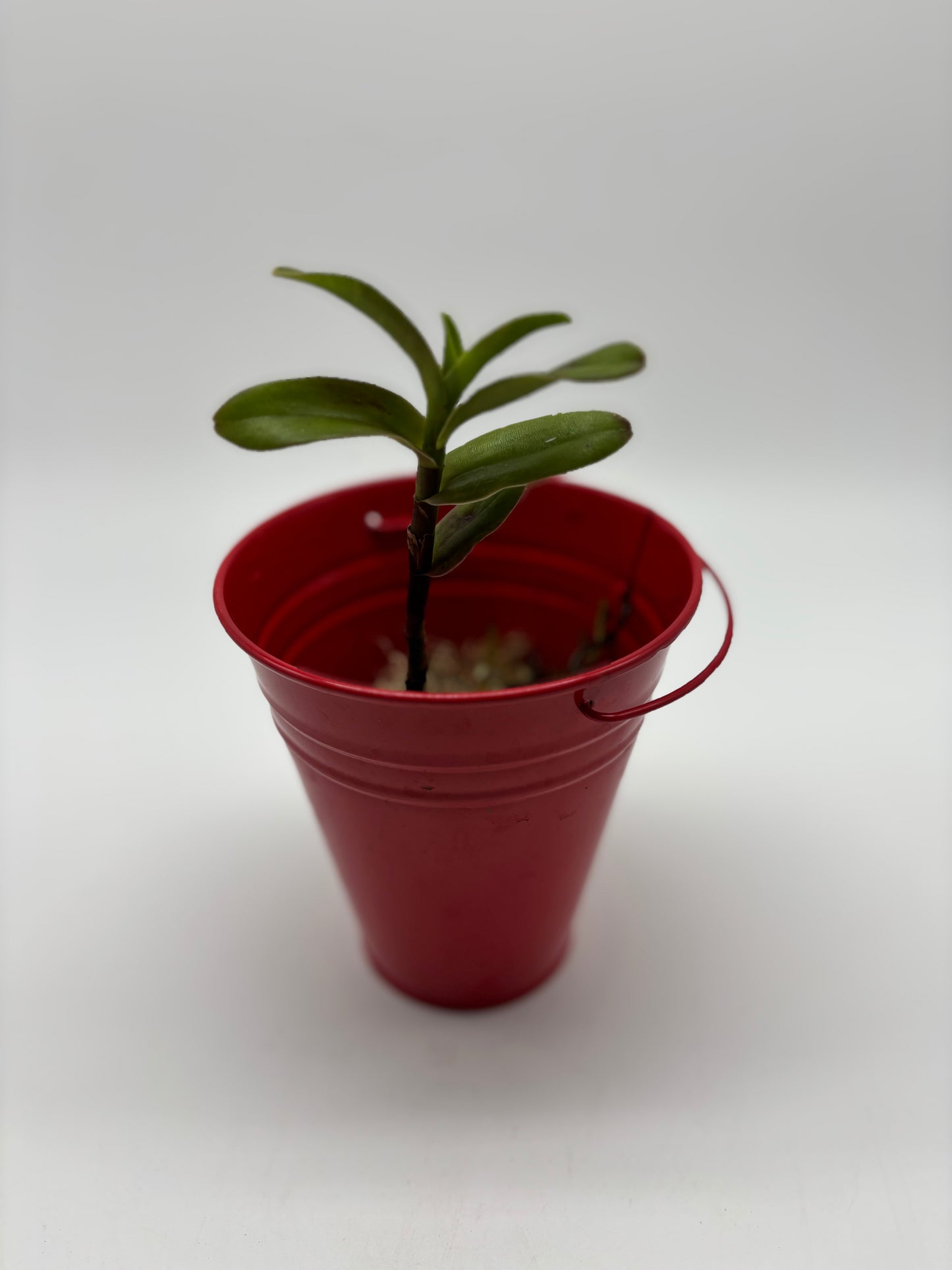 Crucifix Orchid in Red Children’s Pail