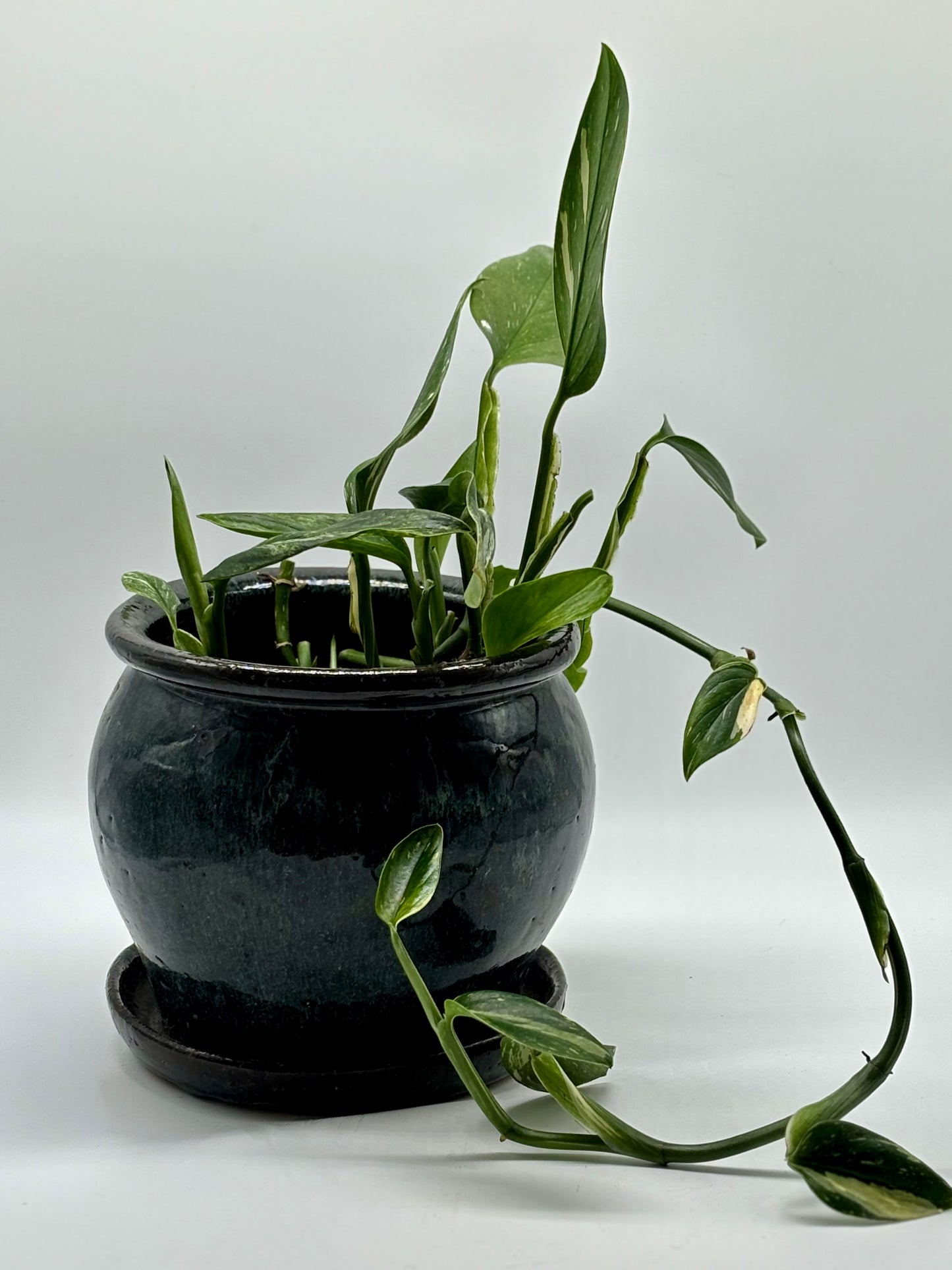 A thriving Heartleaf Philodendron, perfectly paired with a medium glazed ceramic pot