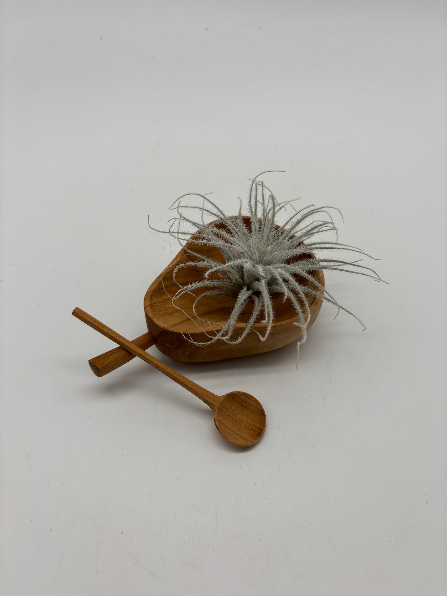 Sky plant in 2” saucer with teaspoon as display for a gift