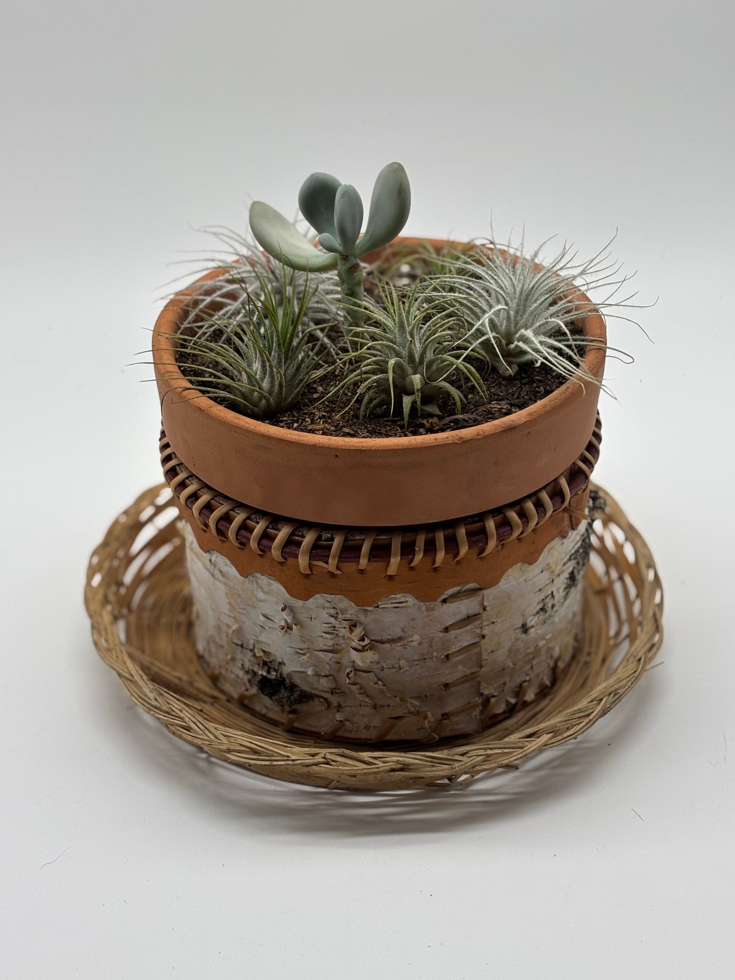 5 Sky Plants with Pachyphyton oviferum in Woven Baskets