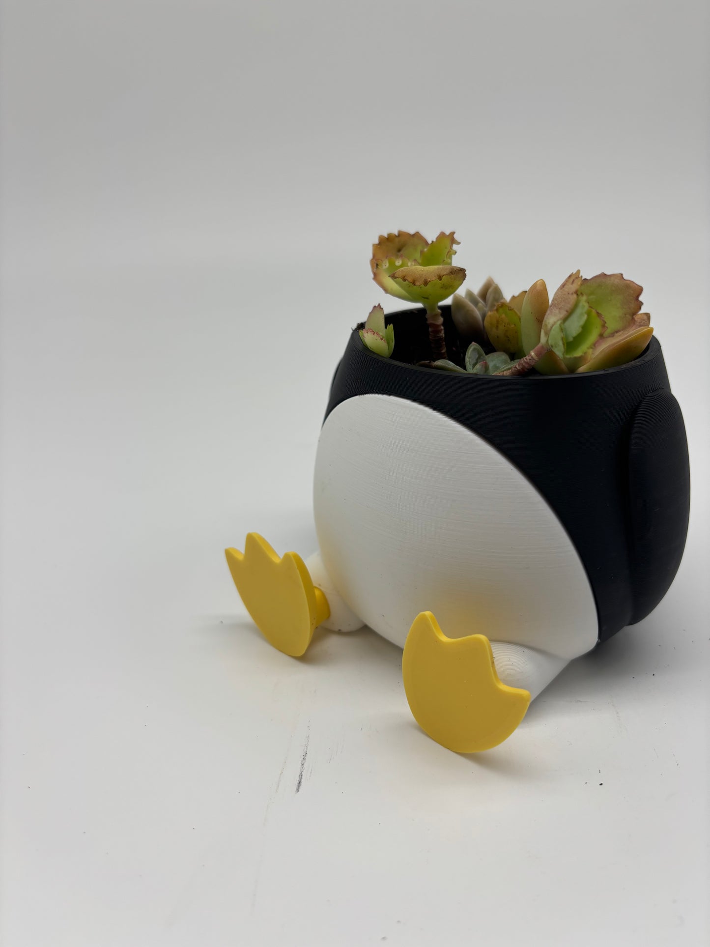 Mother of Thousands Starters in 3D Penguin Pot