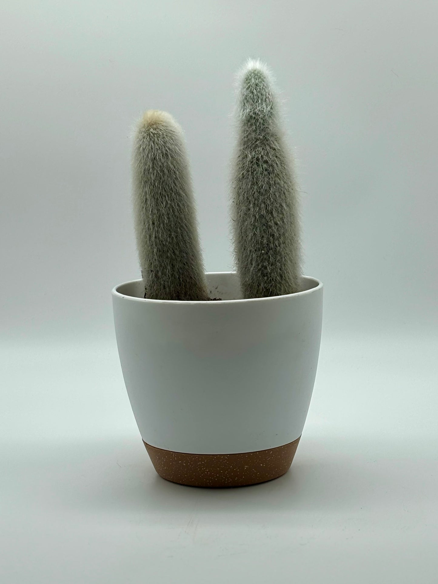 The Old Man Cactus (Cephalocereus senilis) is thriving beautifully at two years of age