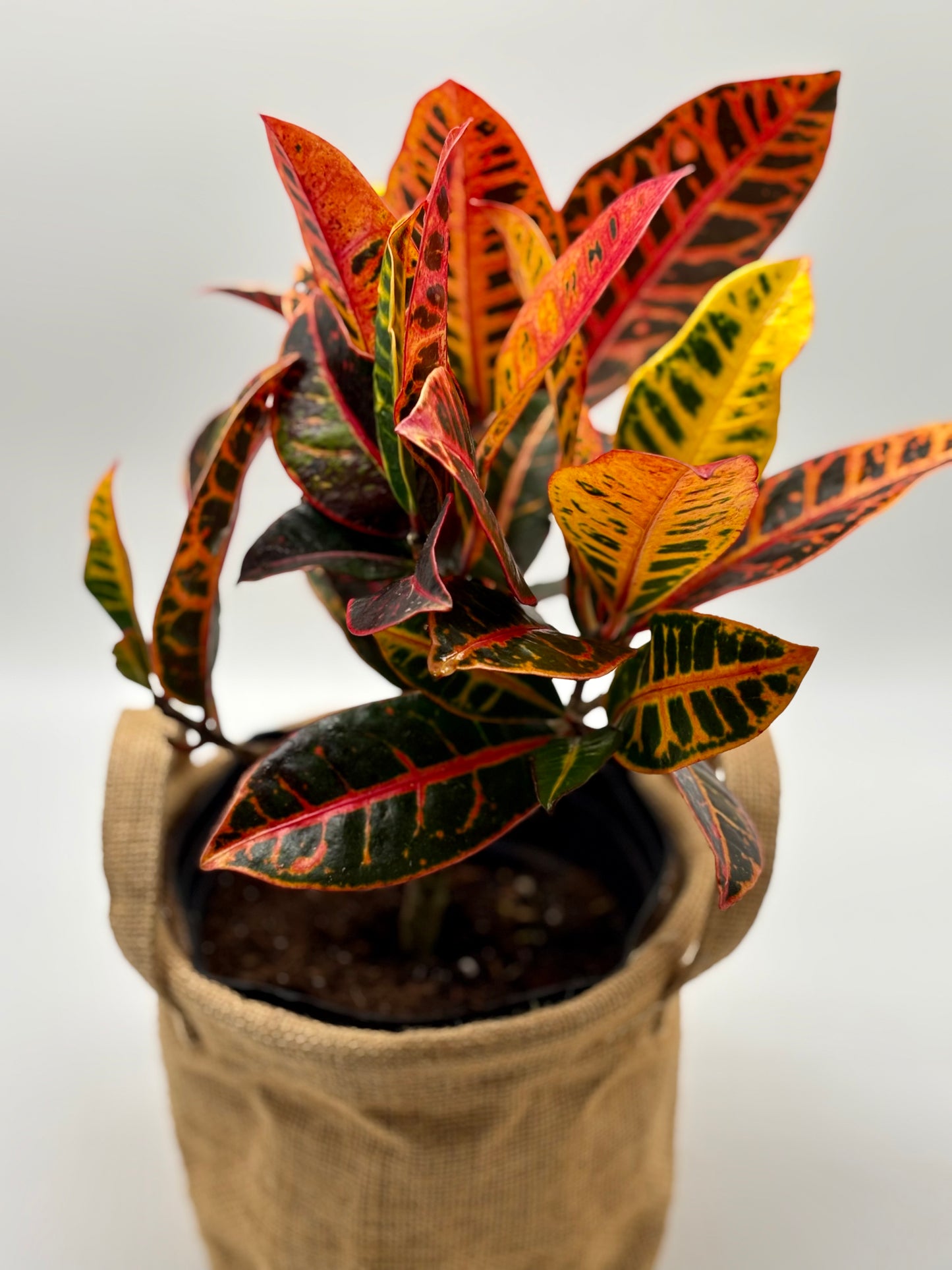 Looking for a plant that’s both vibrant and low-maintenance? The Garden Croton is your perfect match. It enjoys full sun, needs minimal watering, and adds a splash of tropical color wherever it grows.
