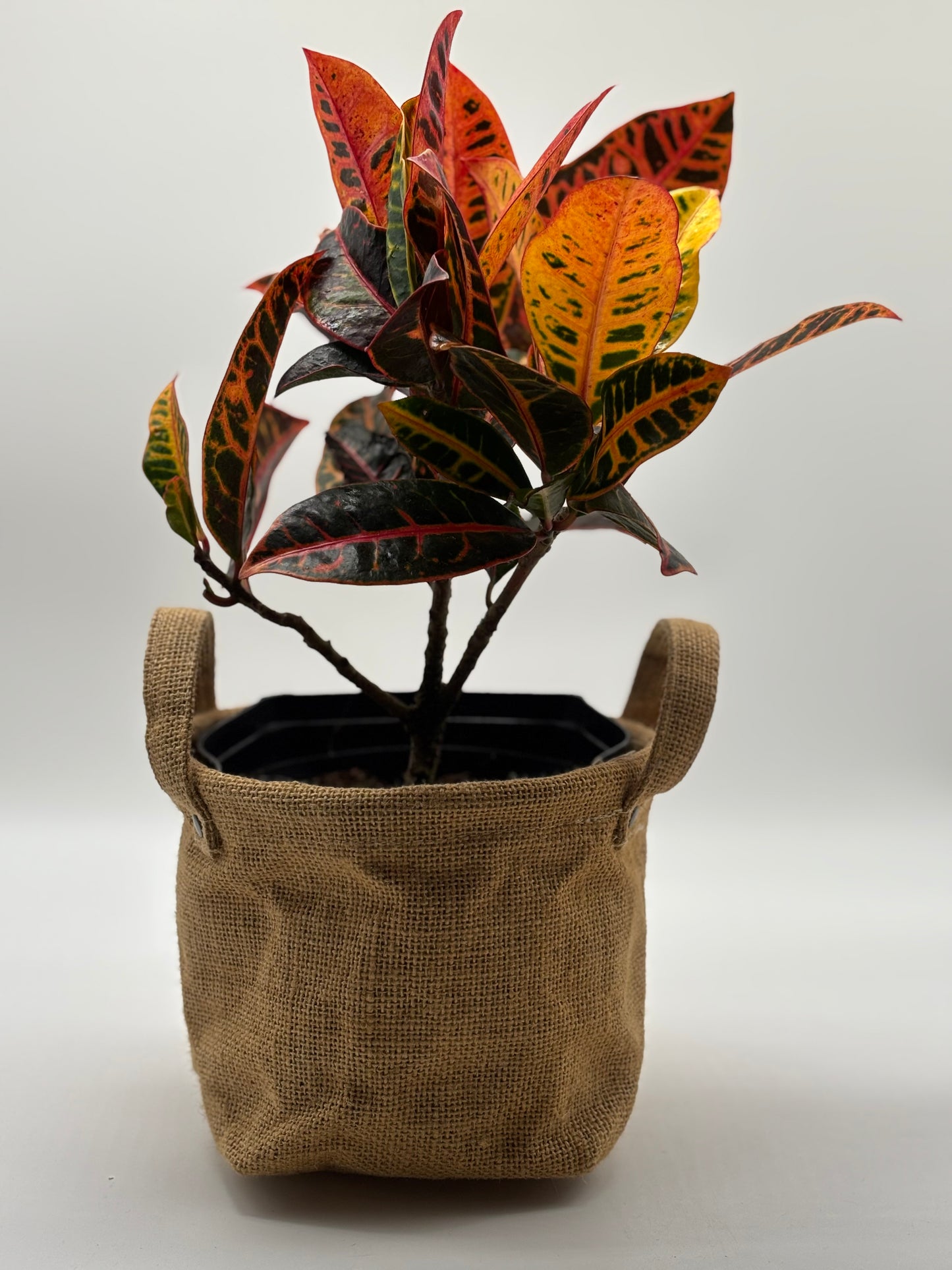 Looking for a plant that’s both vibrant and low-maintenance? The Garden Croton is your perfect match. It enjoys full sun, needs minimal watering, and adds a splash of tropical color wherever it grows.