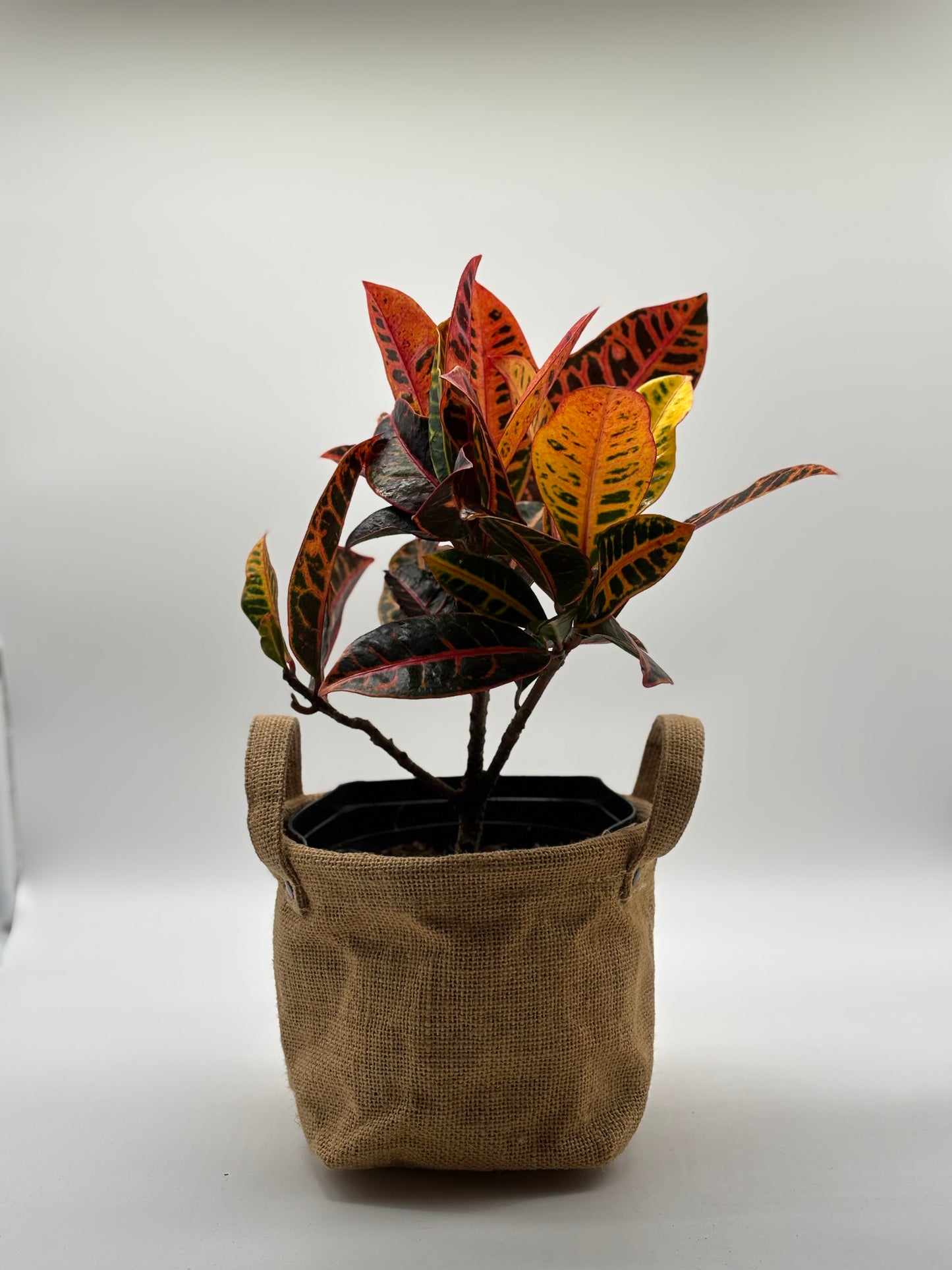 Looking for a plant that’s both vibrant and low-maintenance? The Garden Croton is your perfect match. It enjoys full sun, needs minimal watering, and adds a splash of tropical color wherever it grows.