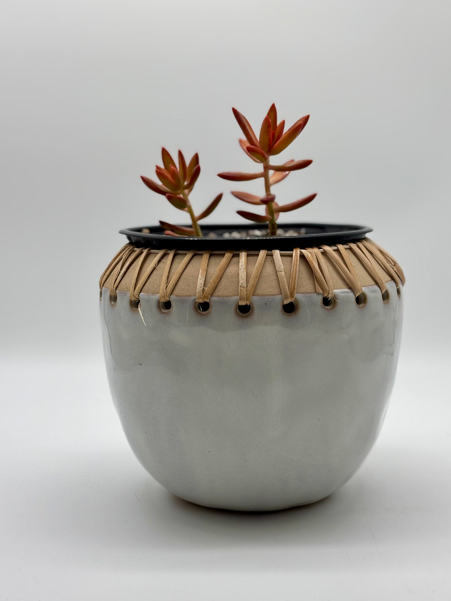 Tiny pot, big vibes! π Grab your Orange Golden Sedum starter in a new Hem & Haven pot today