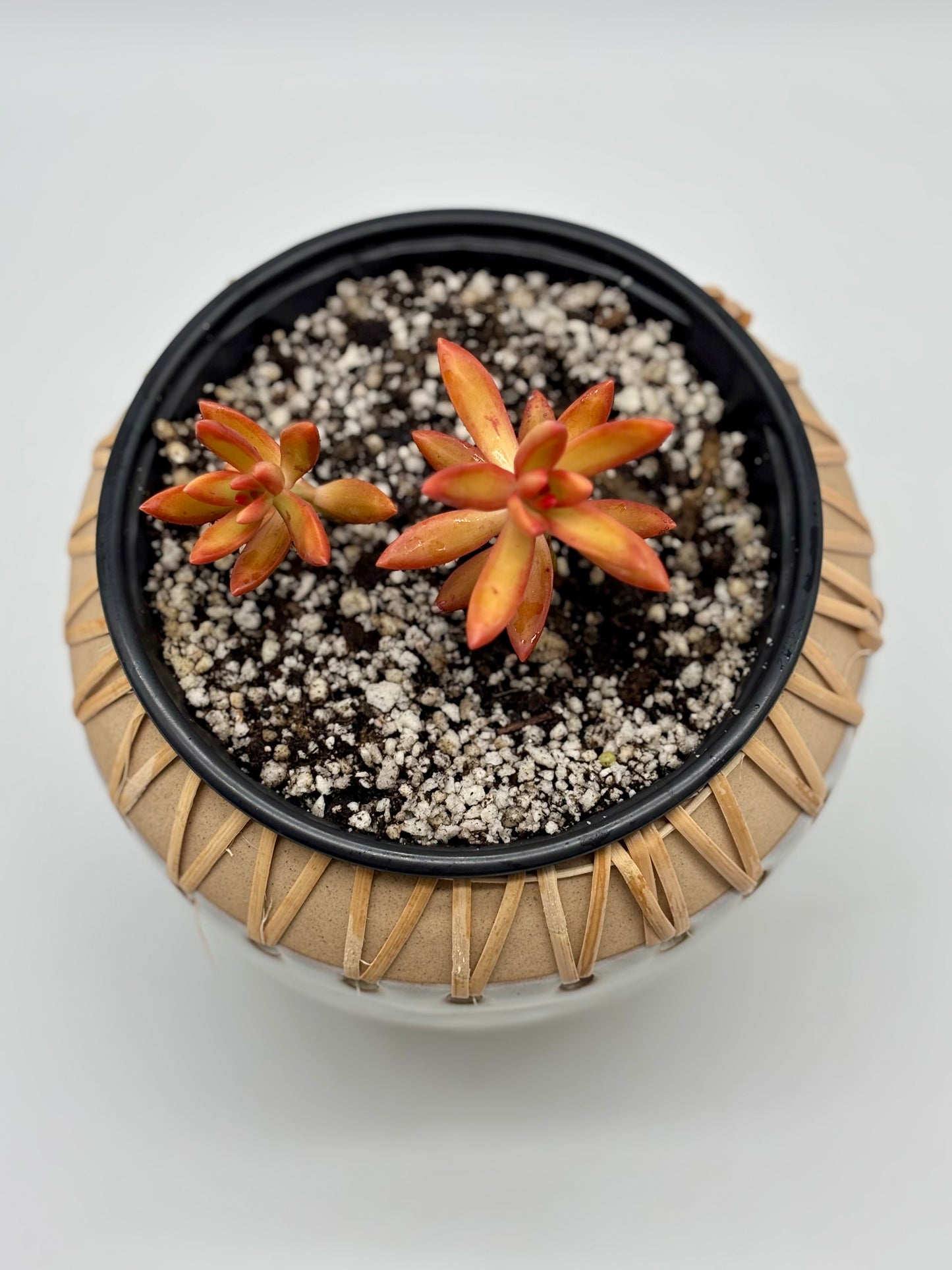Tiny pot, big vibes! π Grab your Orange Golden Sedum starter in a new Hem & Haven pot today