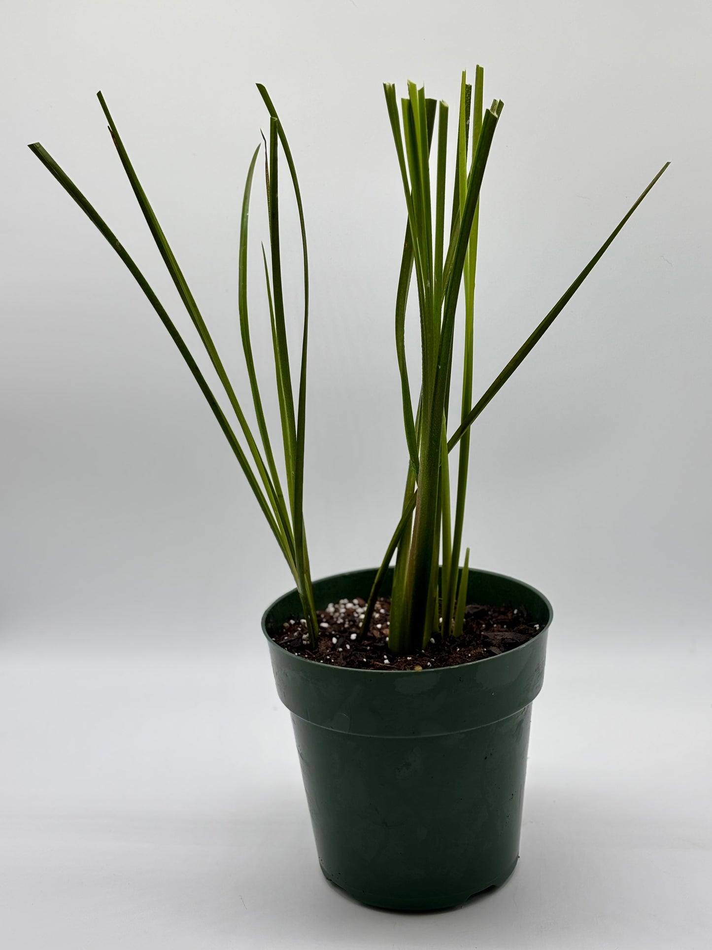 Native Hawaiian 'Uki'Uki---flourishing, rooted, and ready for the ground