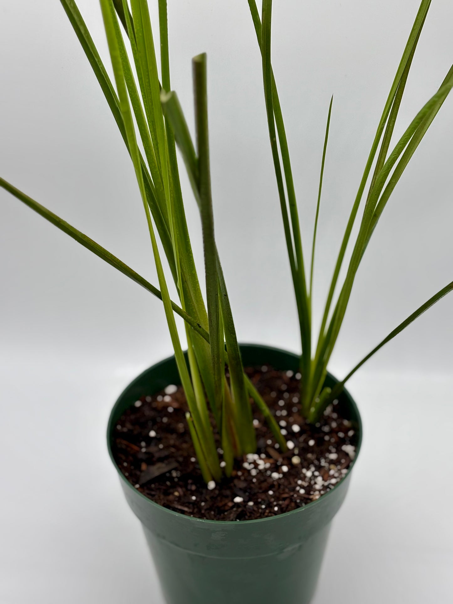 Native Hawaiian 'Uki'Uki---flourishing, rooted, and ready for the ground