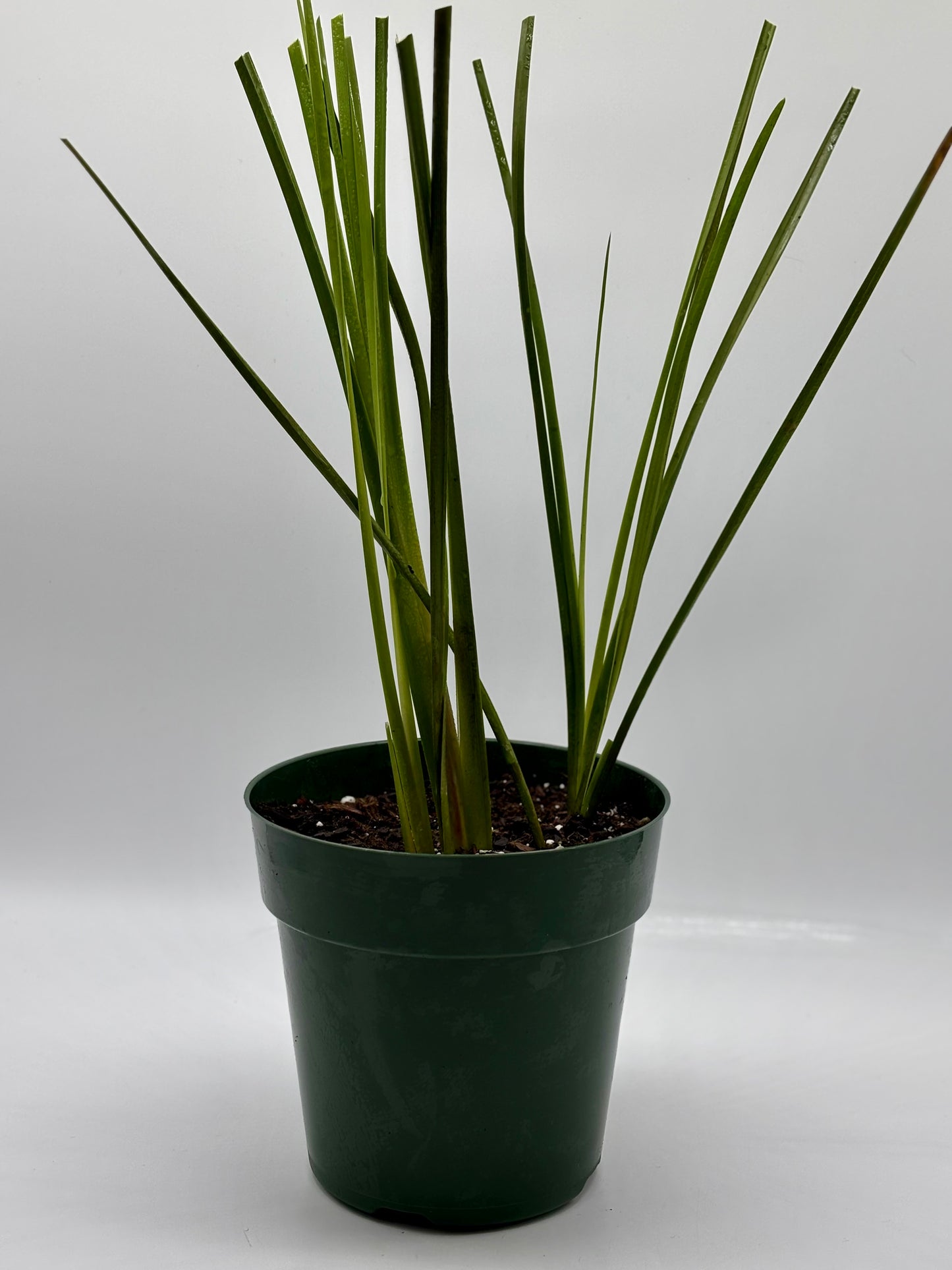 Native Hawaiian 'Uki'Uki---flourishing, rooted, and ready for the ground