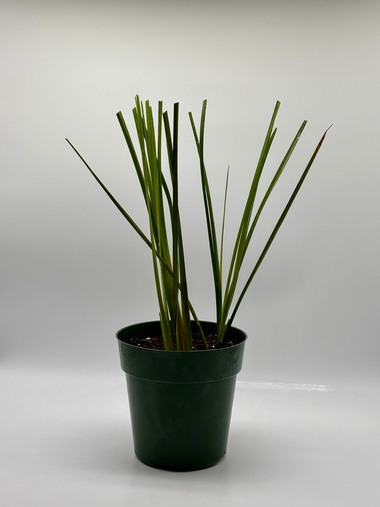 Native Hawaiian 'Uki'Uki---flourishing, rooted, and ready for the ground