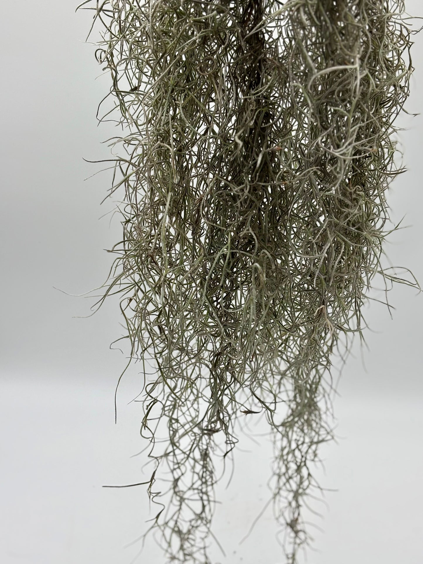 Pele's Hair--healthy, robust, and ready for purchase and planting