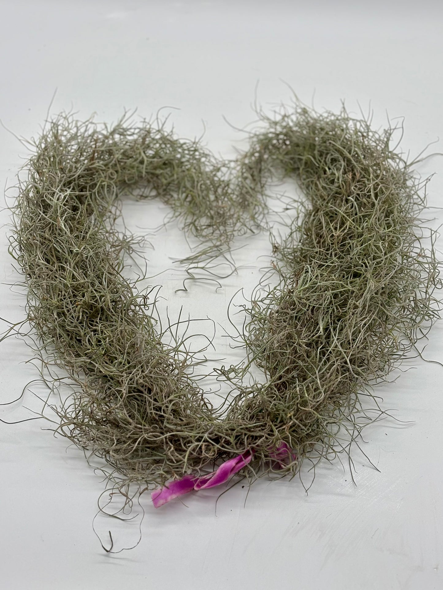 Pele's Hair--healthy, robust, and ready for purchase and planting