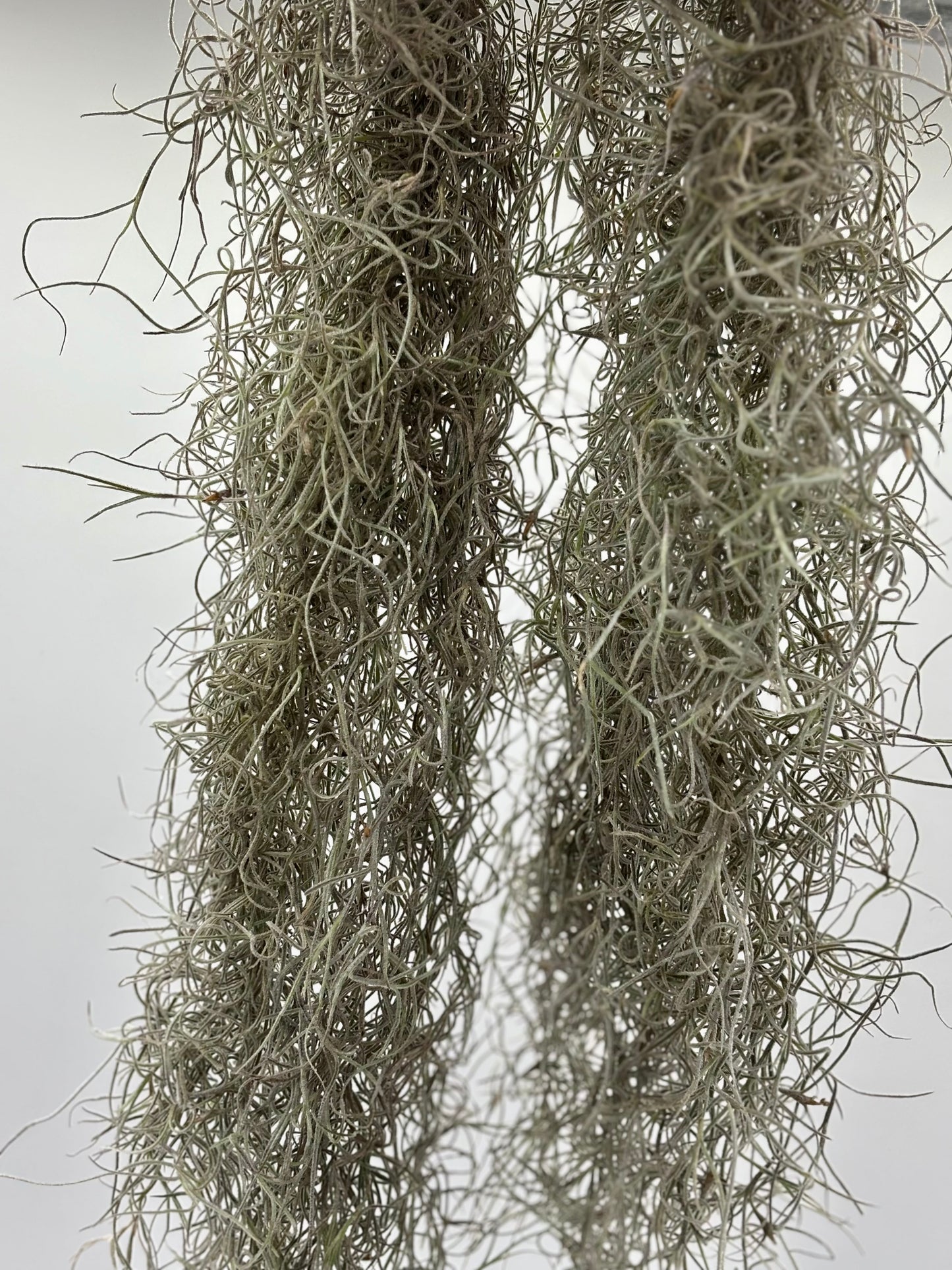 Pele's Hair--healthy, robust, and ready for purchase and planting