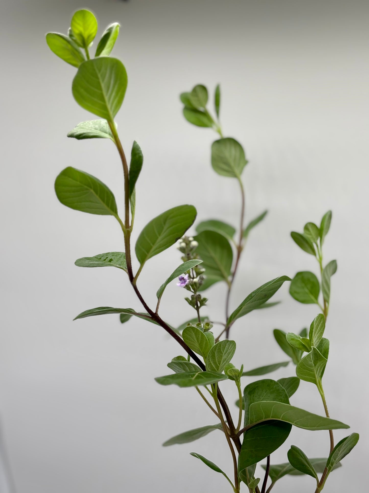 Native Hawaiian Pōhinahina-- recently propogated and thriving, growing beautifully up to 3 ft tall, ready for its new home