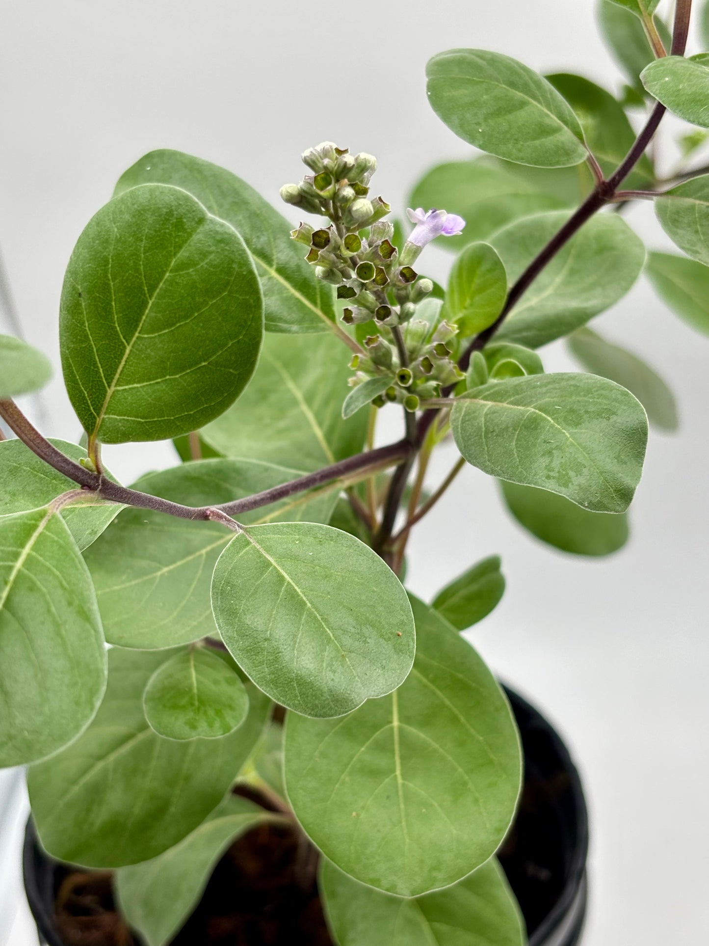 Close-up of a green leafy plant with small flowers against a light background