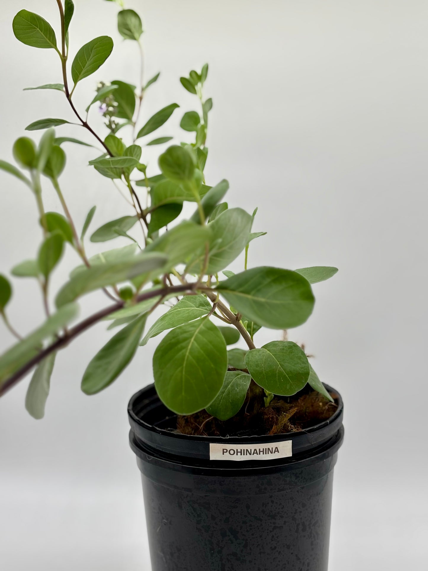 Native Hawaiian Pōhinahina-- recently propogated and thriving, growing beautifully up to 3 ft tall, ready for its new home
