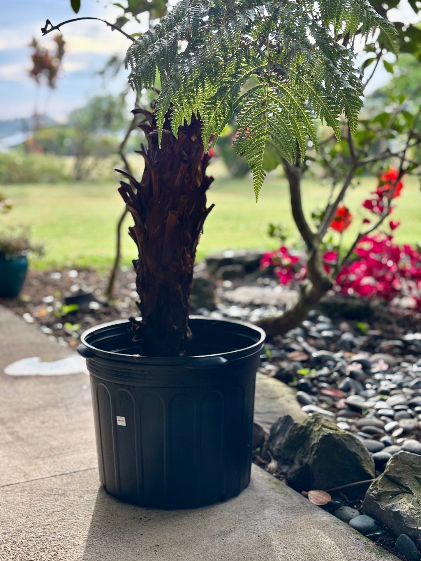 Propagation of the large Hāpuʻu Fern proved both rapid and straightforward, with visible growth achieved in just two weeks