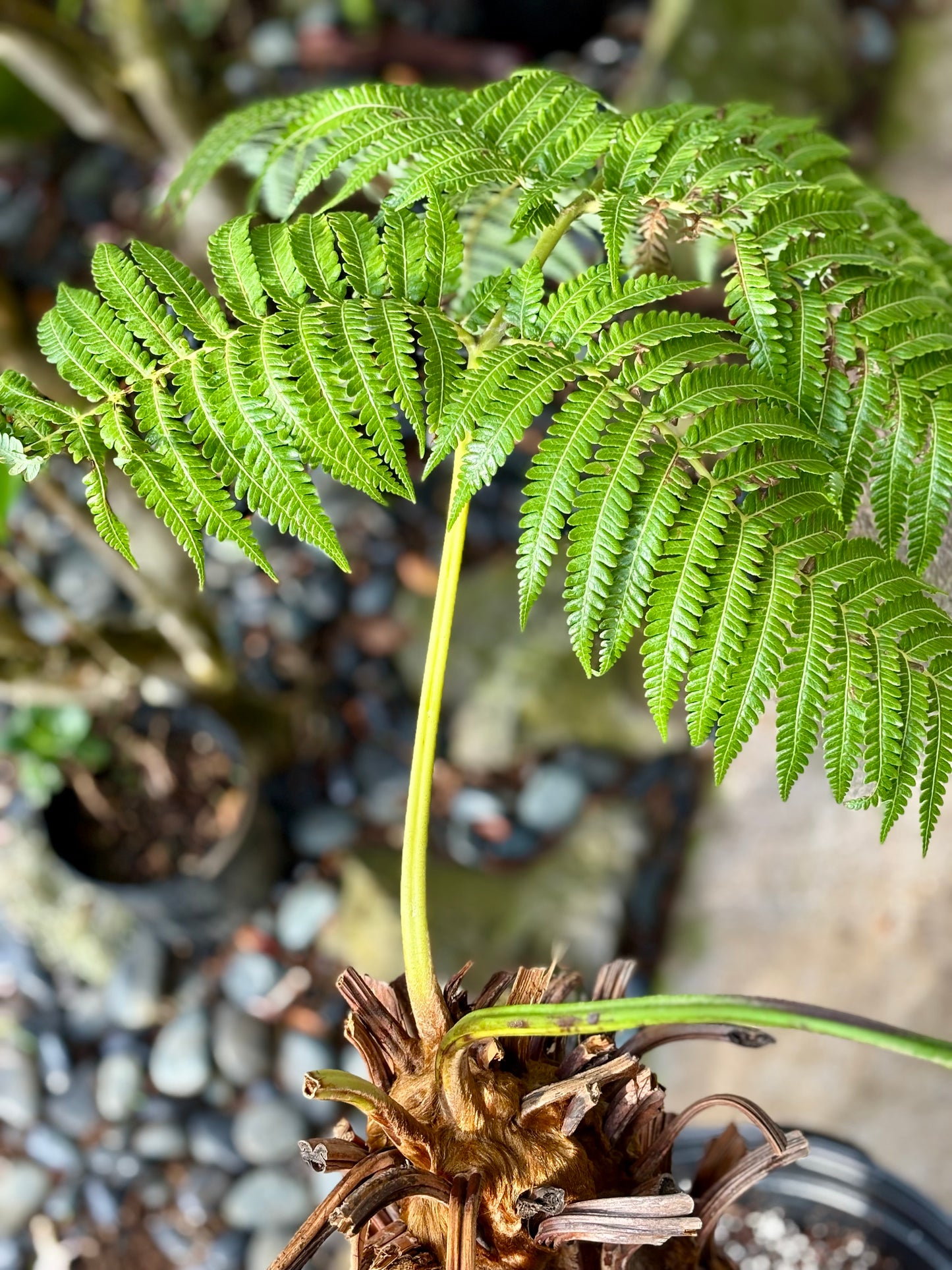 Propagation of the large Hāpuʻu Fern proved both rapid and straightforward, with visible growth achieved in just two weeks