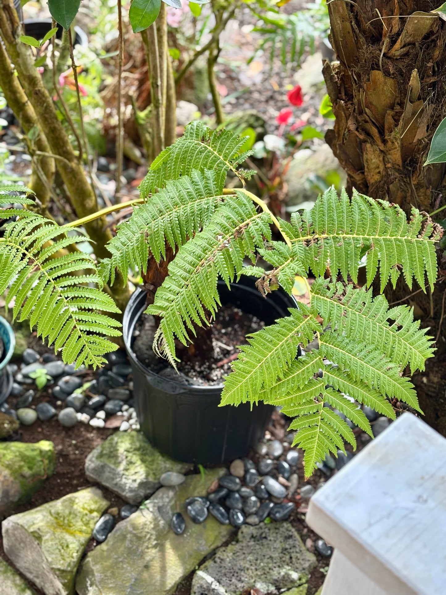 Propagation of the large Hāpuʻu Fern proved both rapid and straightforward, with visible growth achieved in just two weeks
