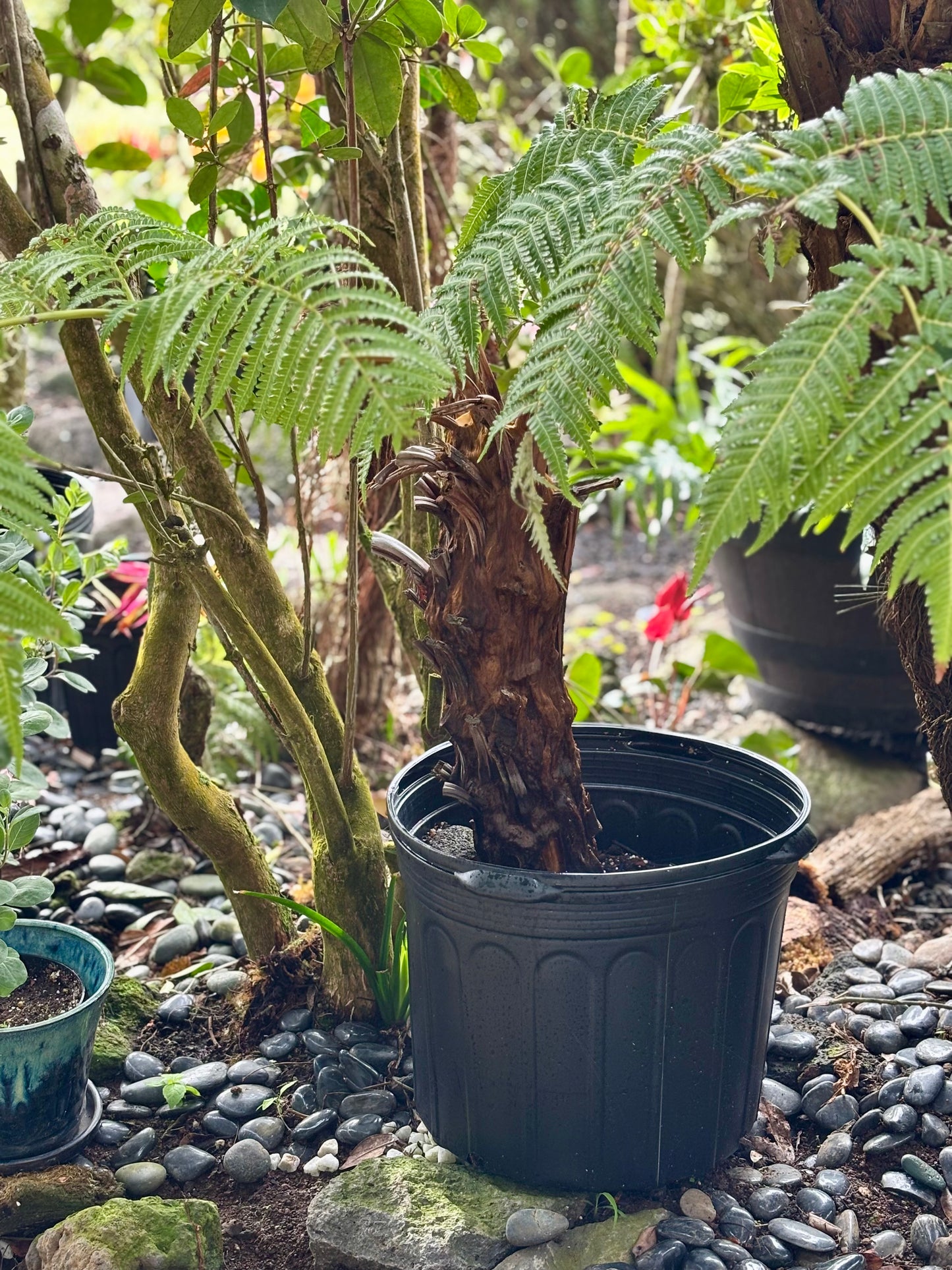 Propagation of the large Hāpuʻu Fern proved both rapid and straightforward, with visible growth achieved in just two weeks