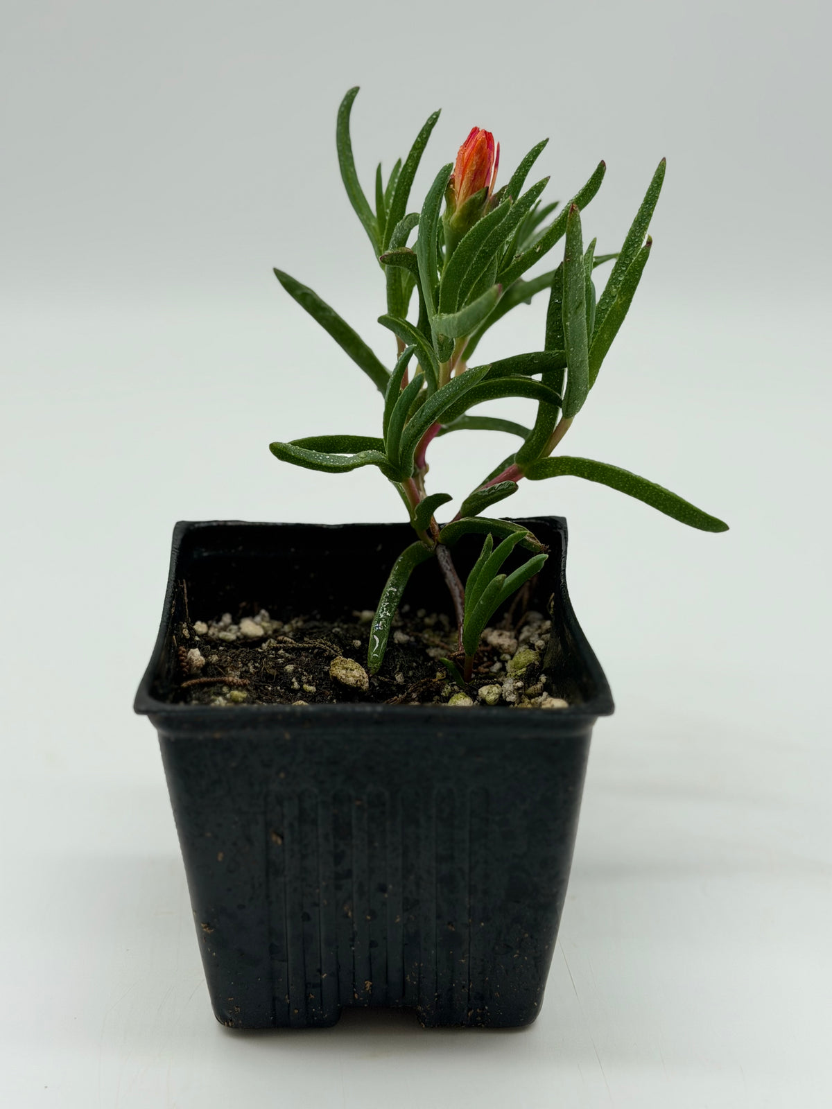 Orange Akulikuli in 4"