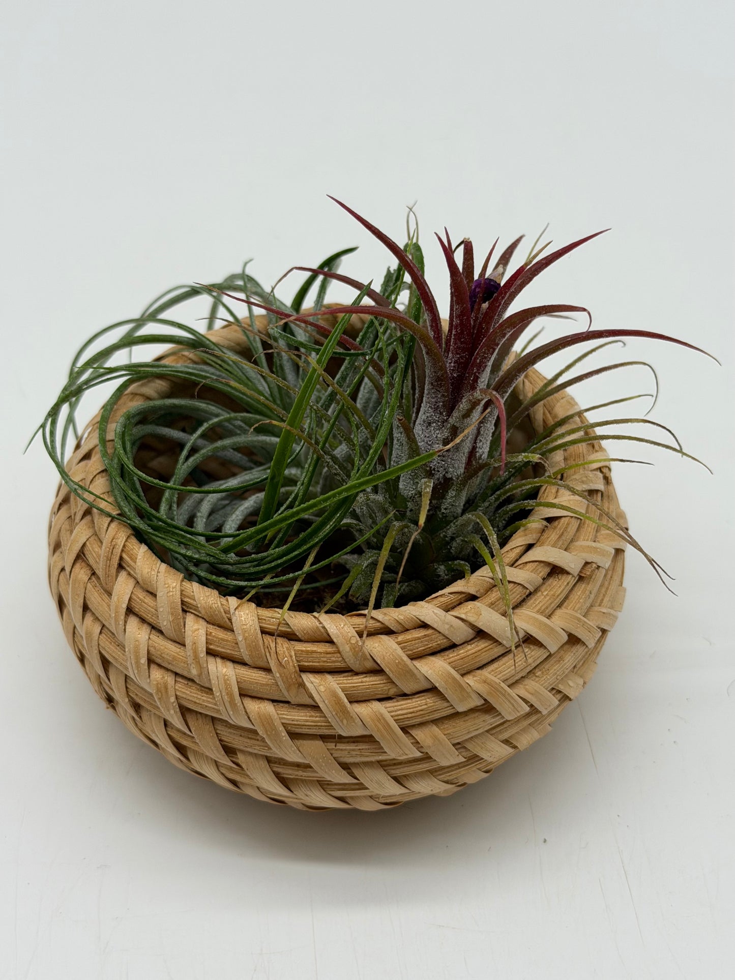 Purple Tillandsia in Woven Basket