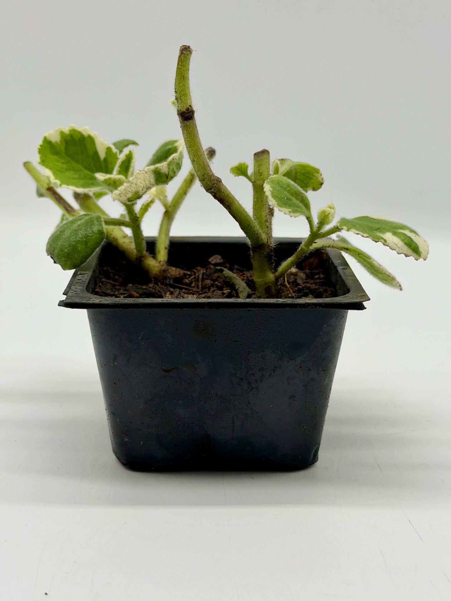 Mexican Mint in 4" and 6"