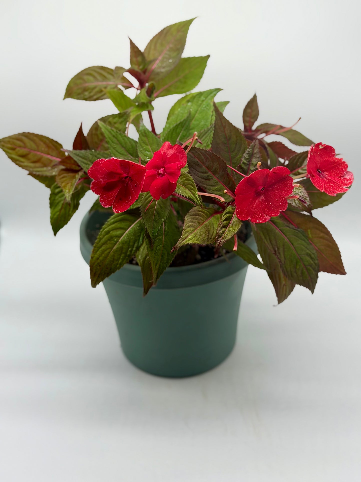 New Guinea Impatiens 6"