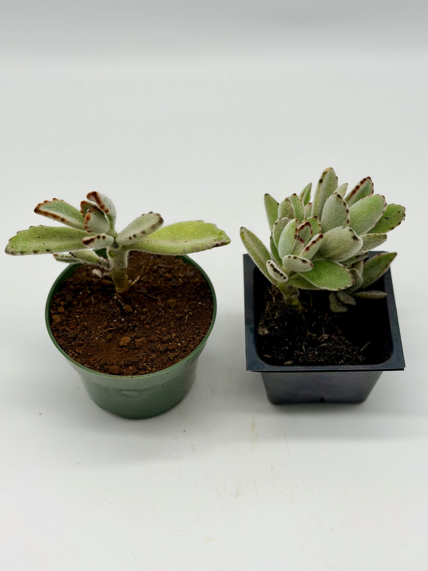 Panda Ear's in 4"