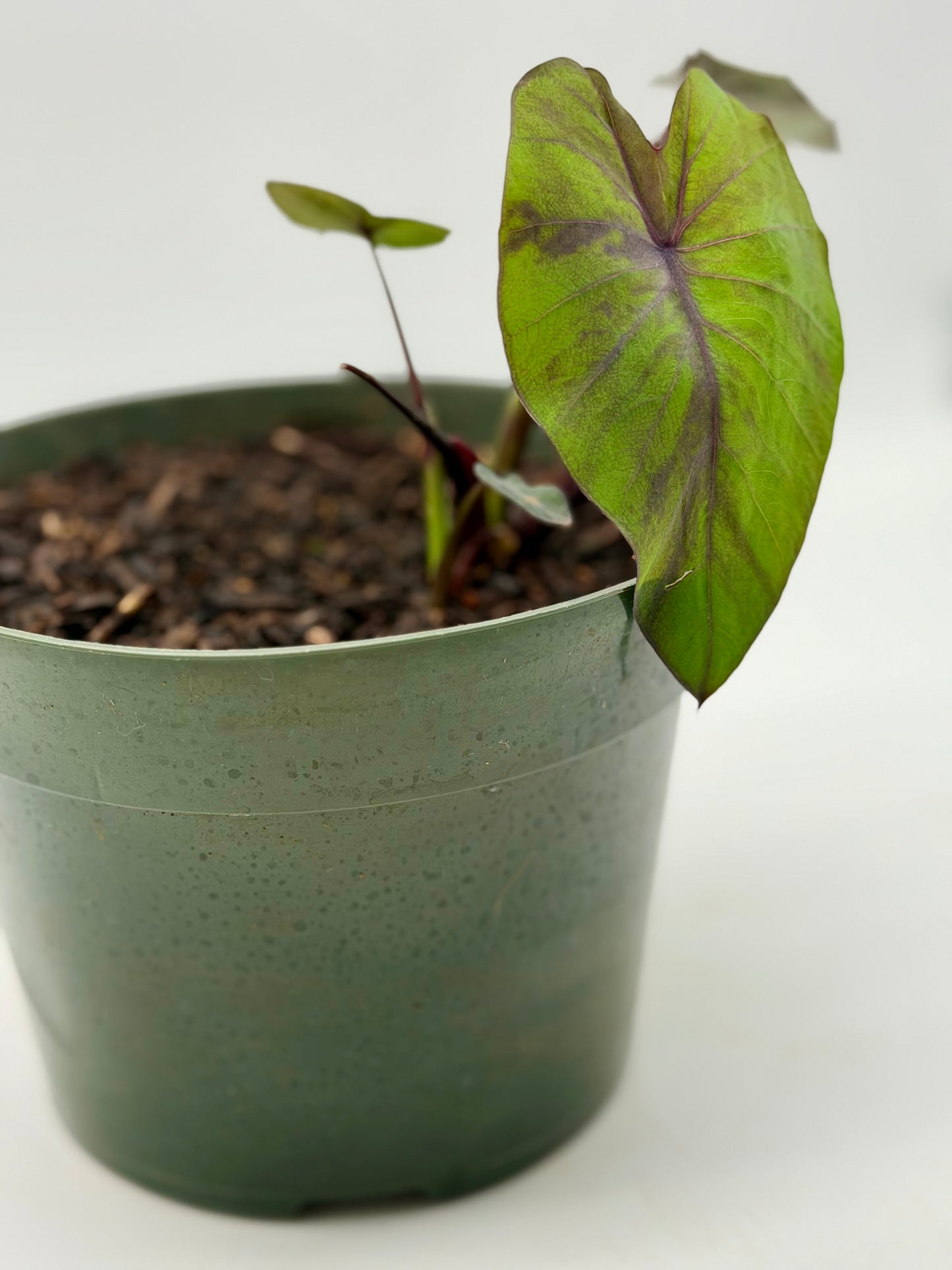 Rare Black Kalo/Taro in 6"
