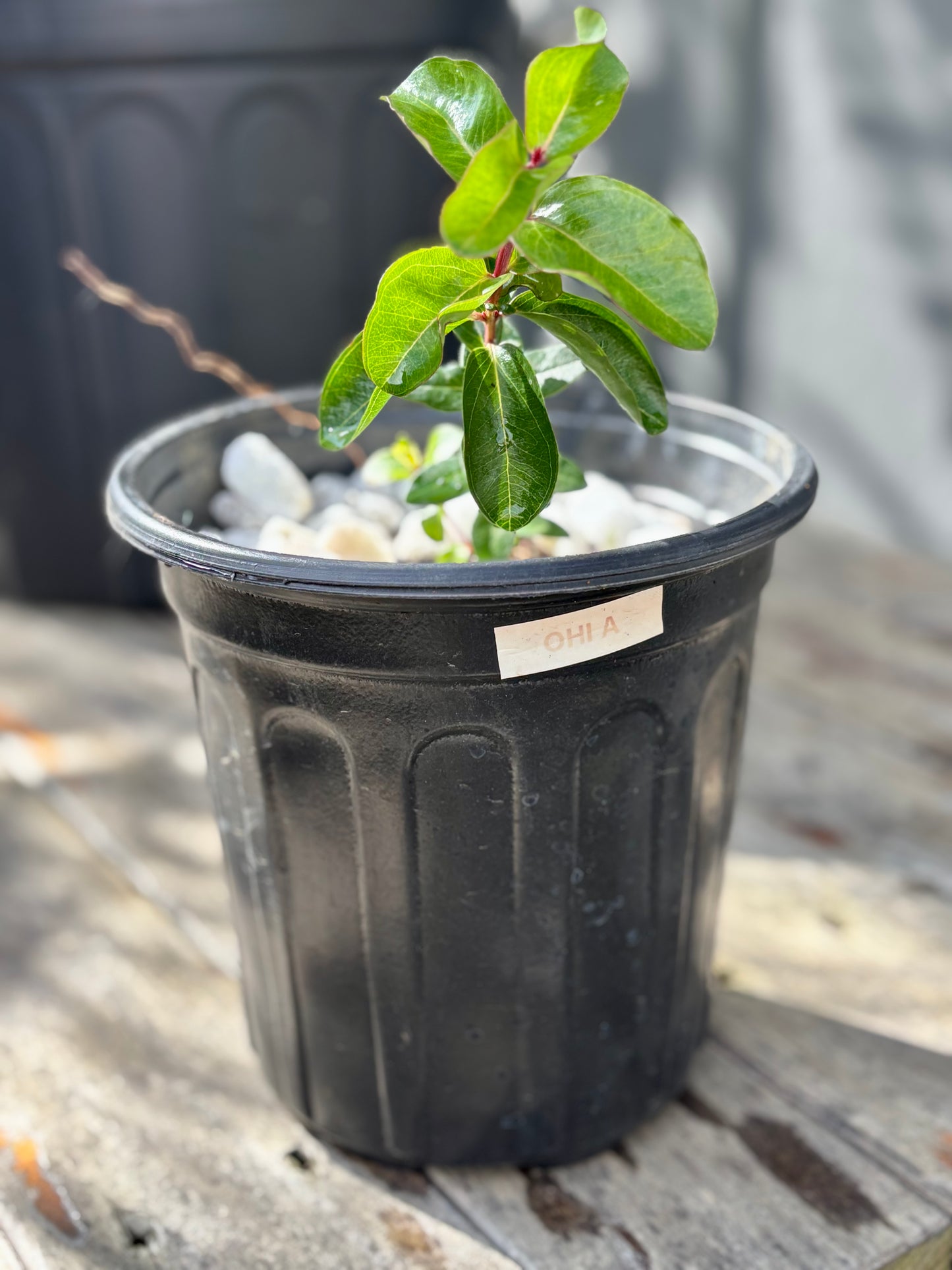 'Ohi'a Tree Starter donated from Kanu O' Ka Aina Schools