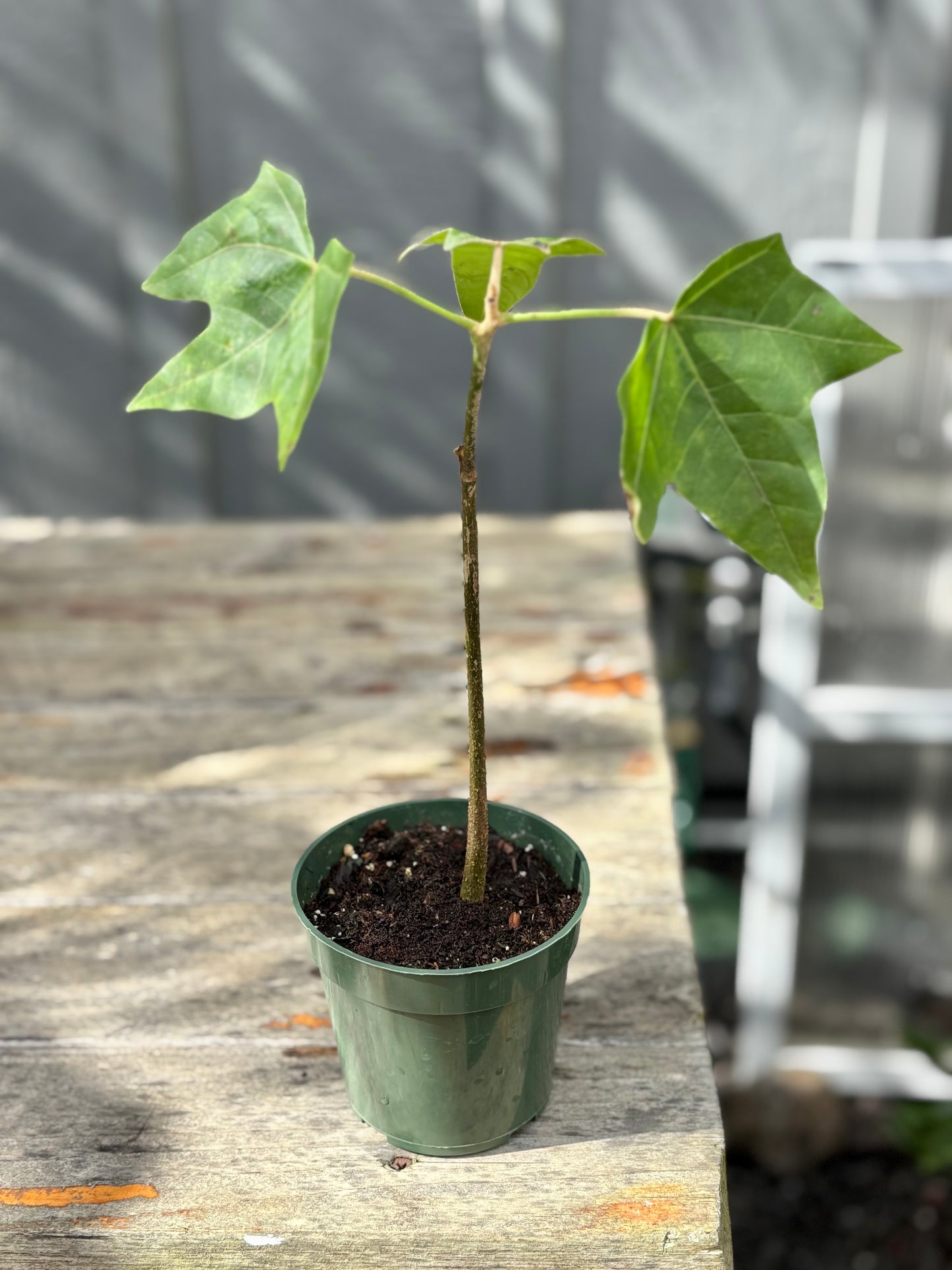 Kupukupu fern and Kukui Nut Tree starters