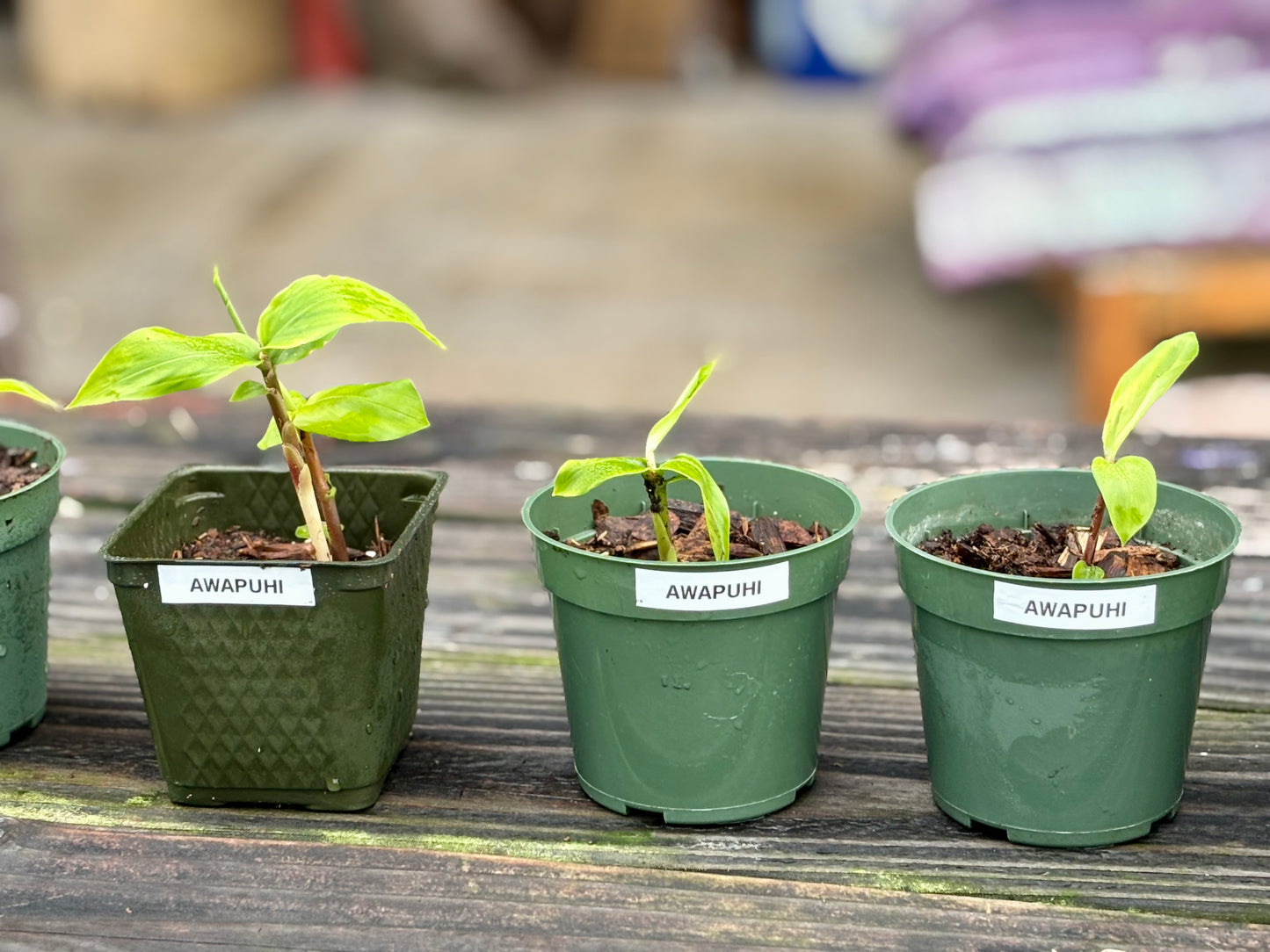 'Awapuhi starters donated from Paul Mitchell farms in Pa'auilo