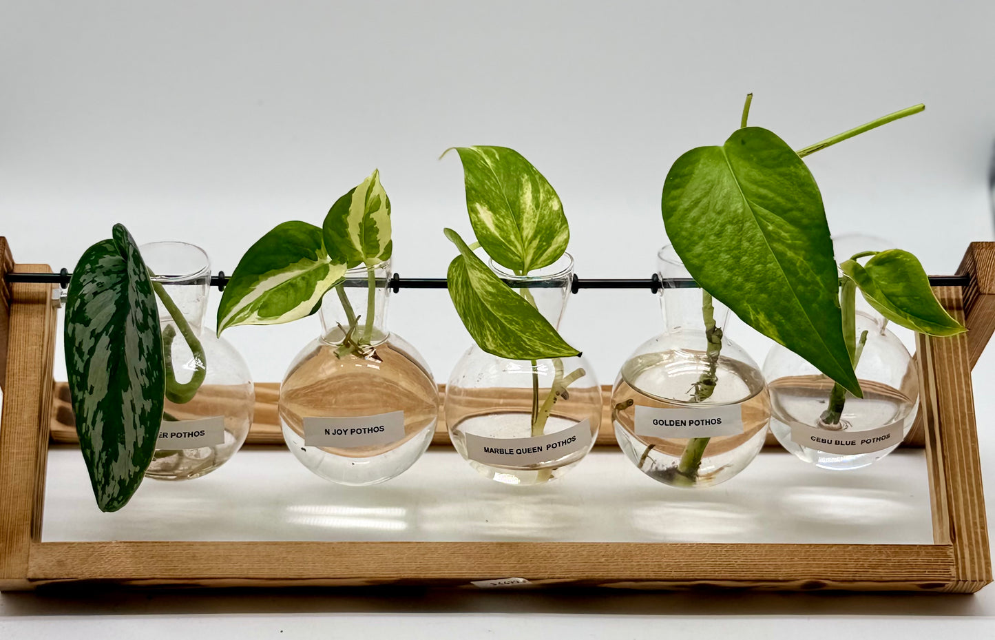 Display of Pothos Vine Varieties